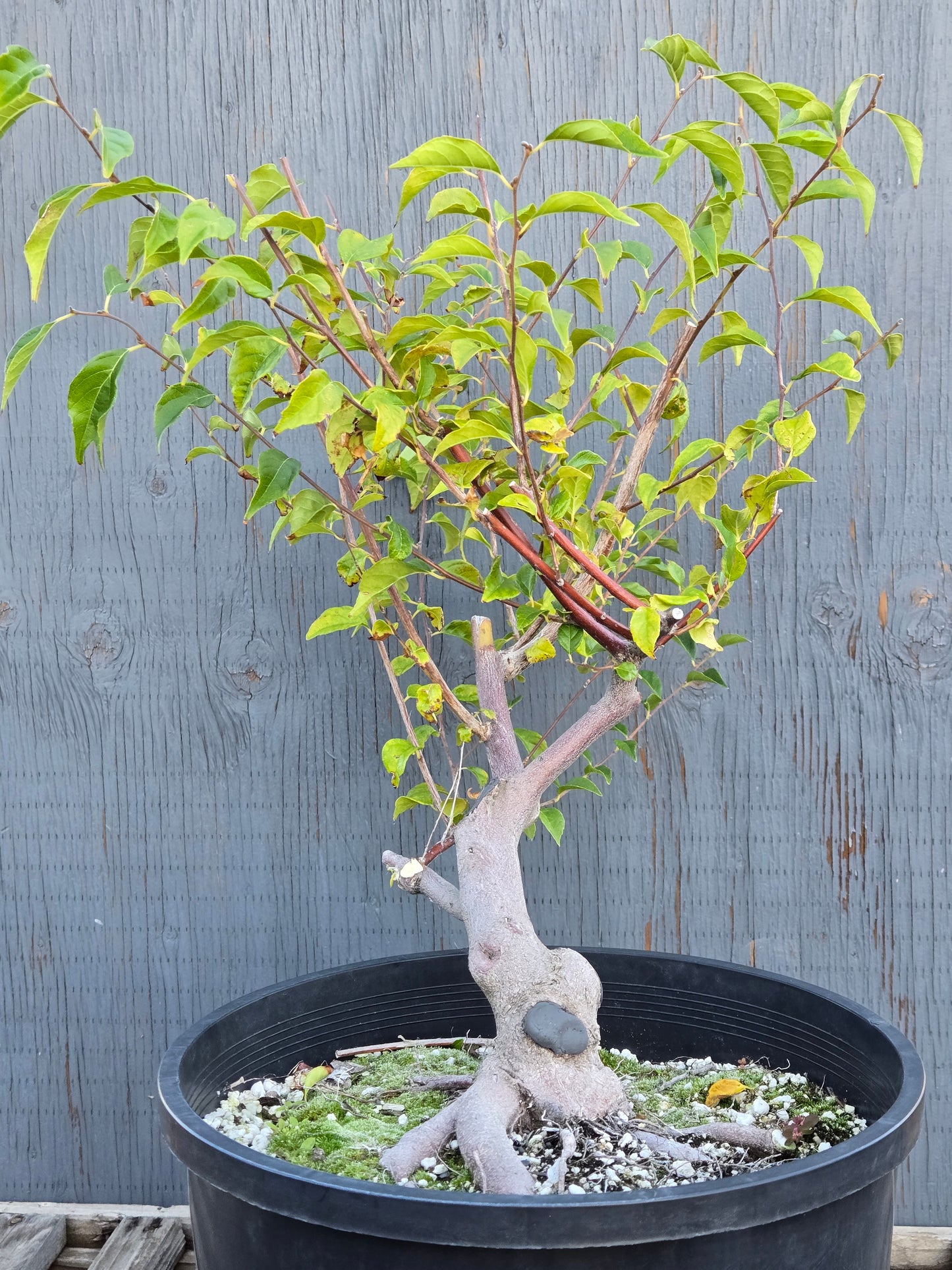 Field grown Formosan Styrax, AutForm22