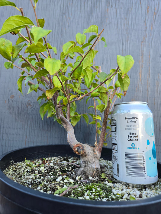 Field grown Formosan Styrax, AutForm24