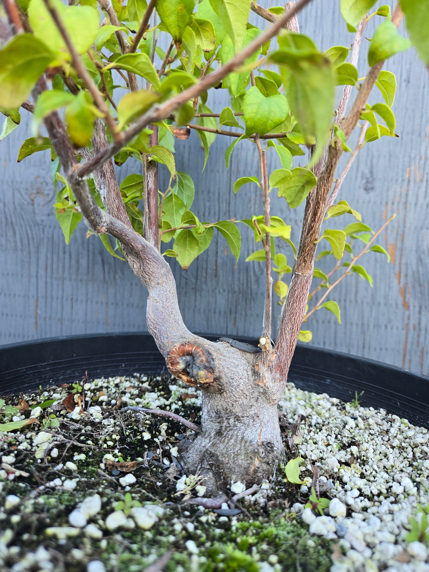 Field grown Formosan Styrax, AutForm24