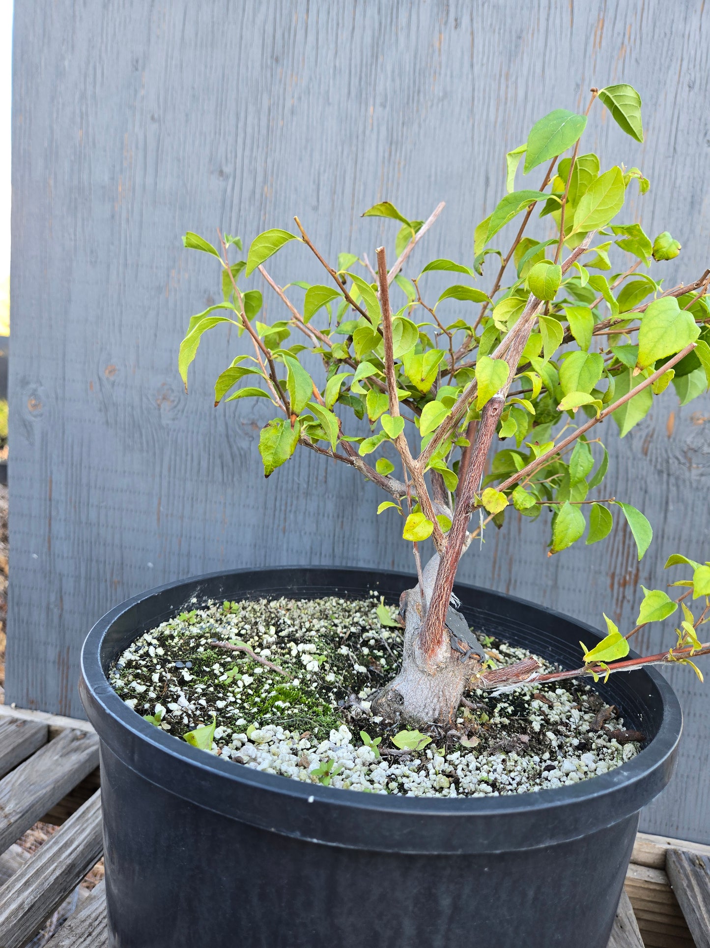Field grown Formosan Styrax, AutForm24