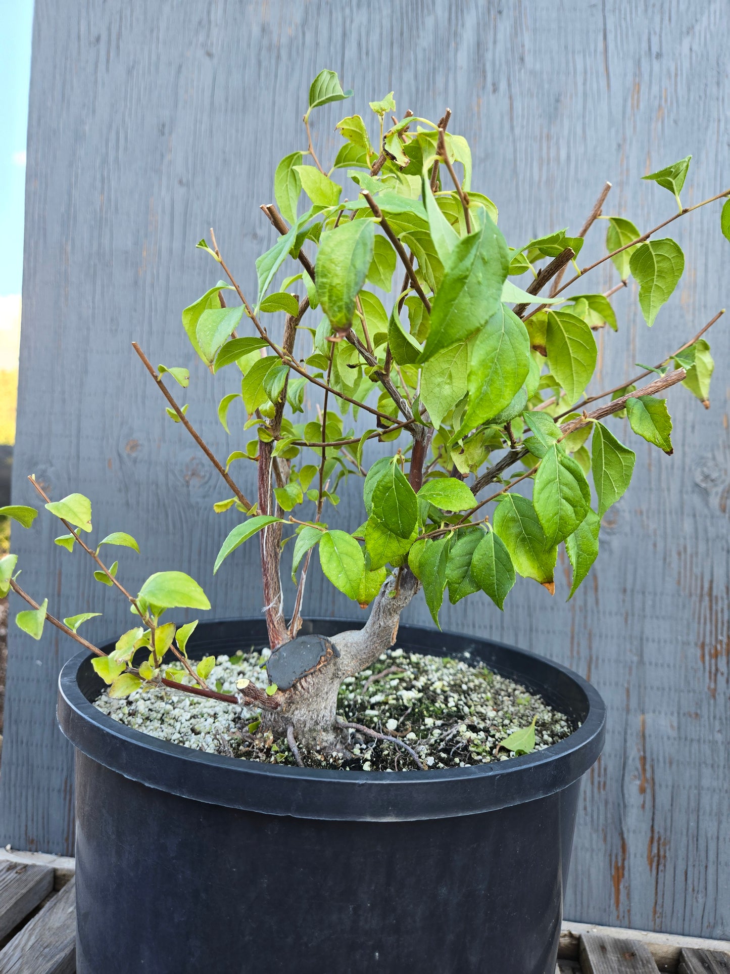 Field grown Formosan Styrax, AutForm24