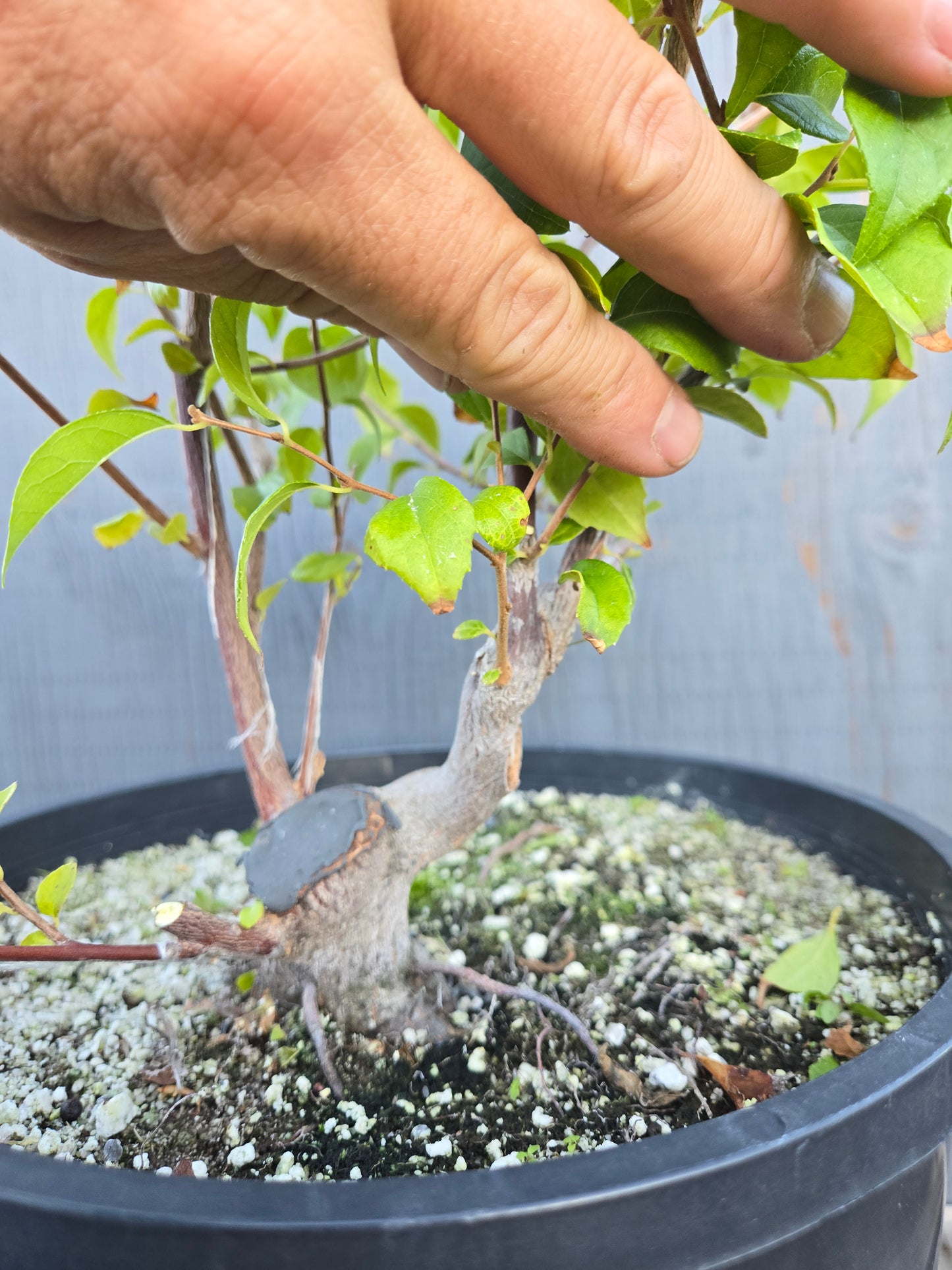 Field grown Formosan Styrax, AutForm24