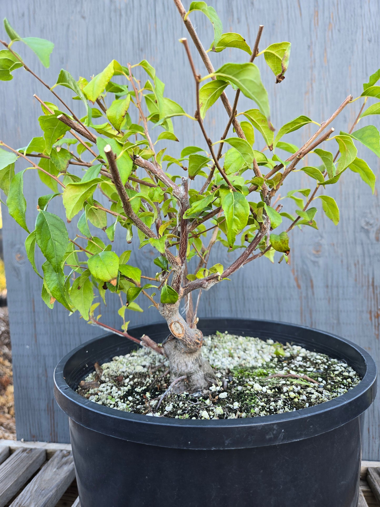 Field grown Formosan Styrax, AutForm24