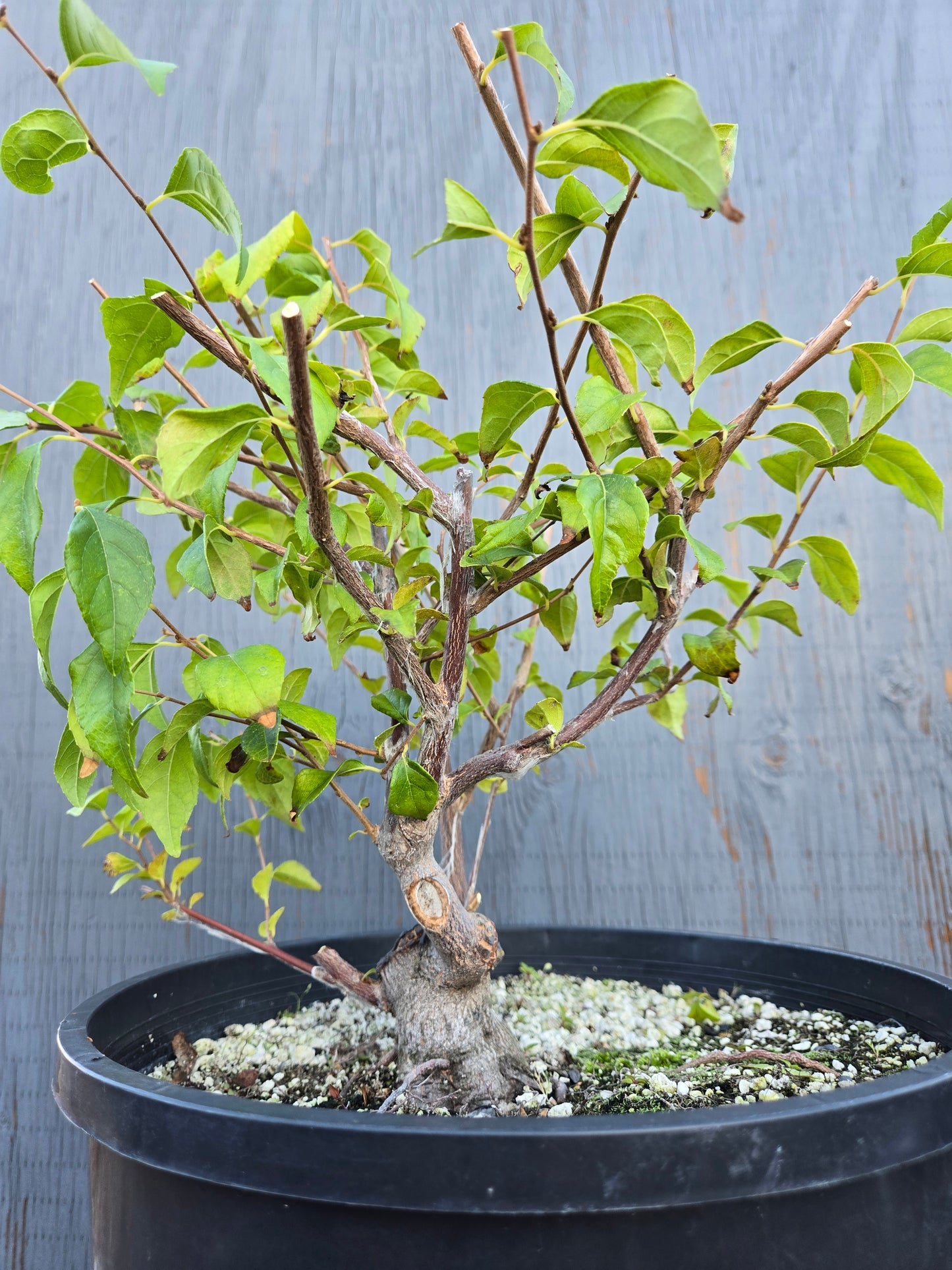 Field grown Formosan Styrax, AutForm24