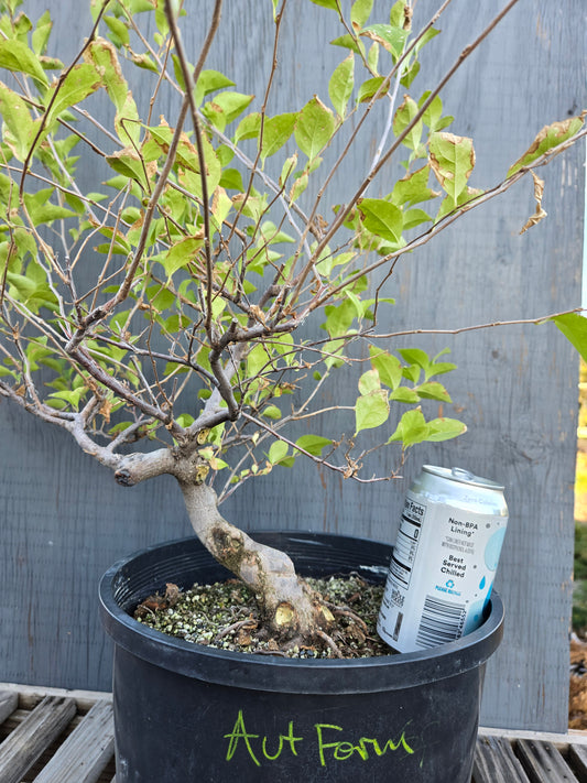 Field grown Formosan Styrax, AutForm21