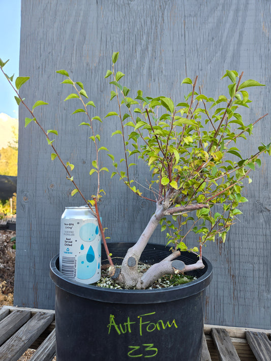 Field grown Formosan Styrax, AutForm23