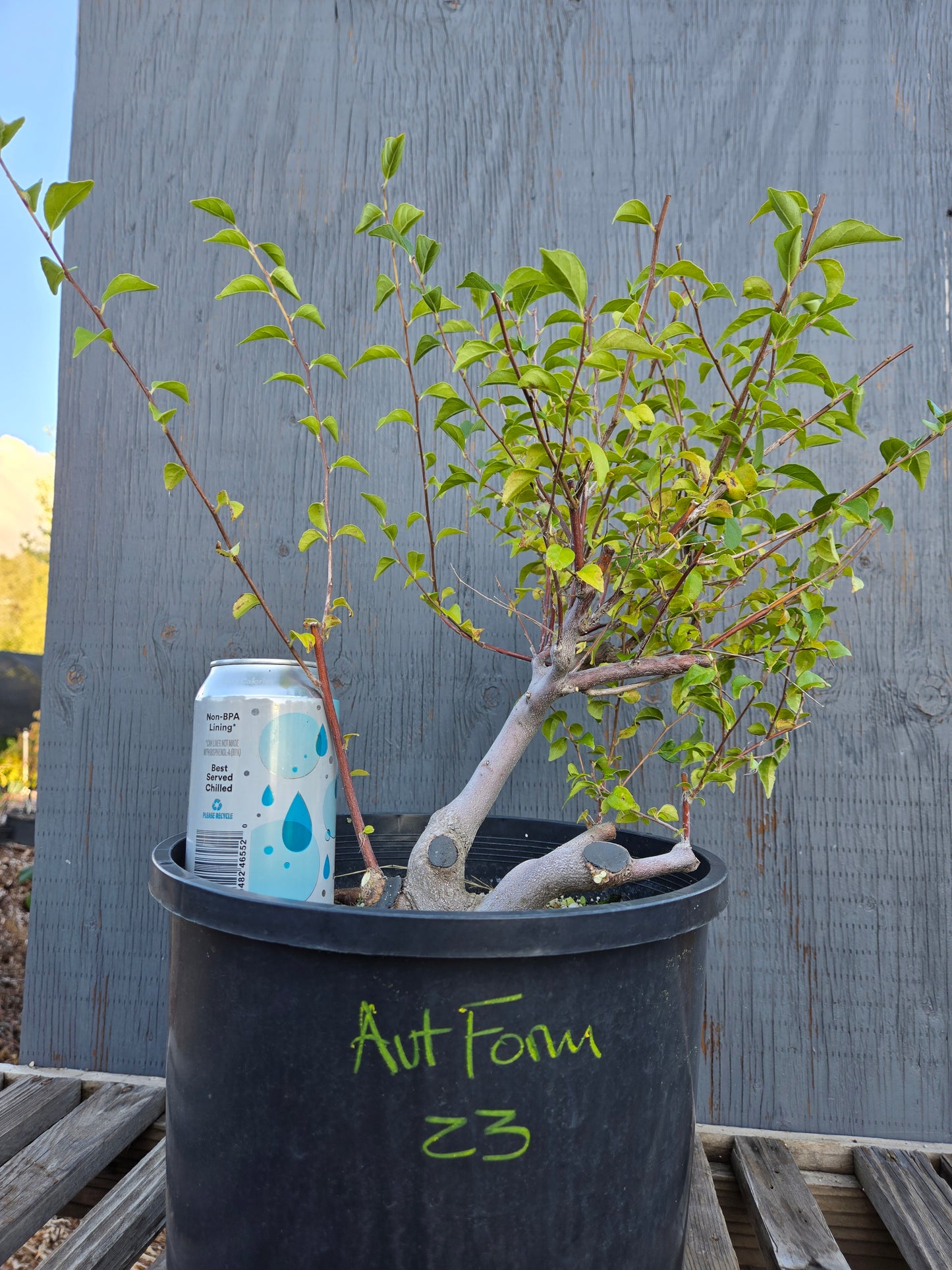 Field grown Formosan Styrax, AutForm23