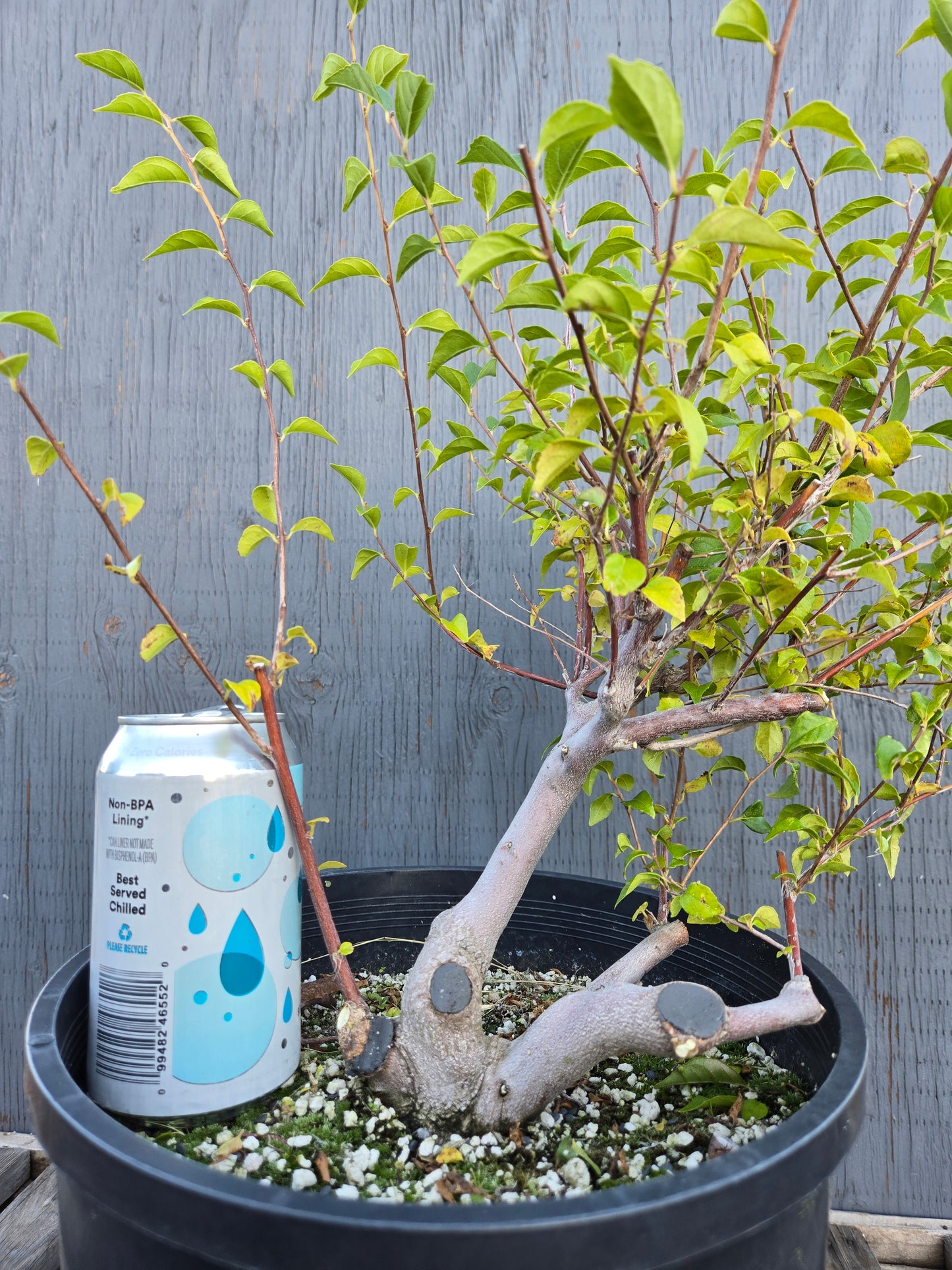 Field grown Formosan Styrax, AutForm23