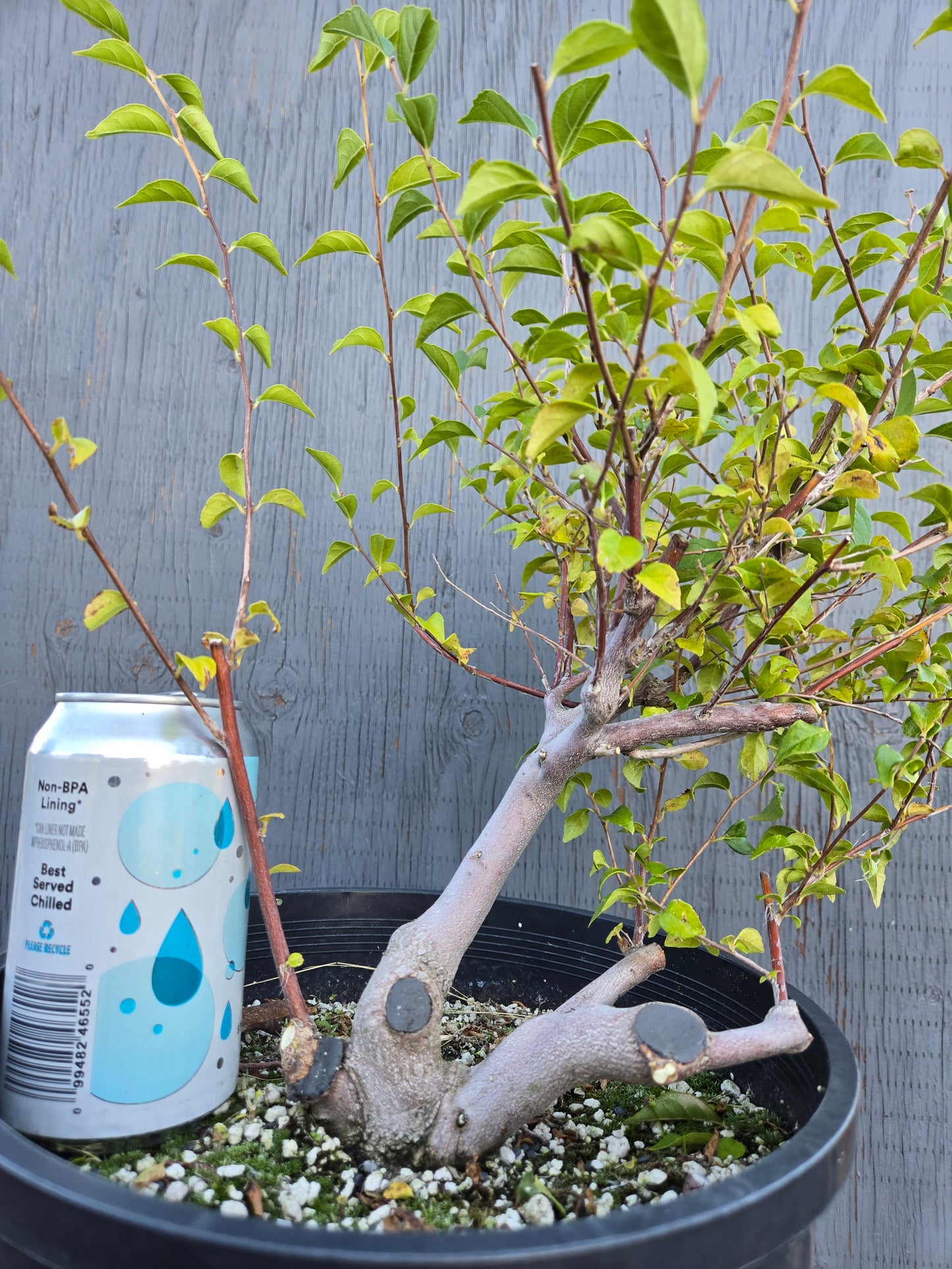 Field grown Formosan Styrax, AutForm23