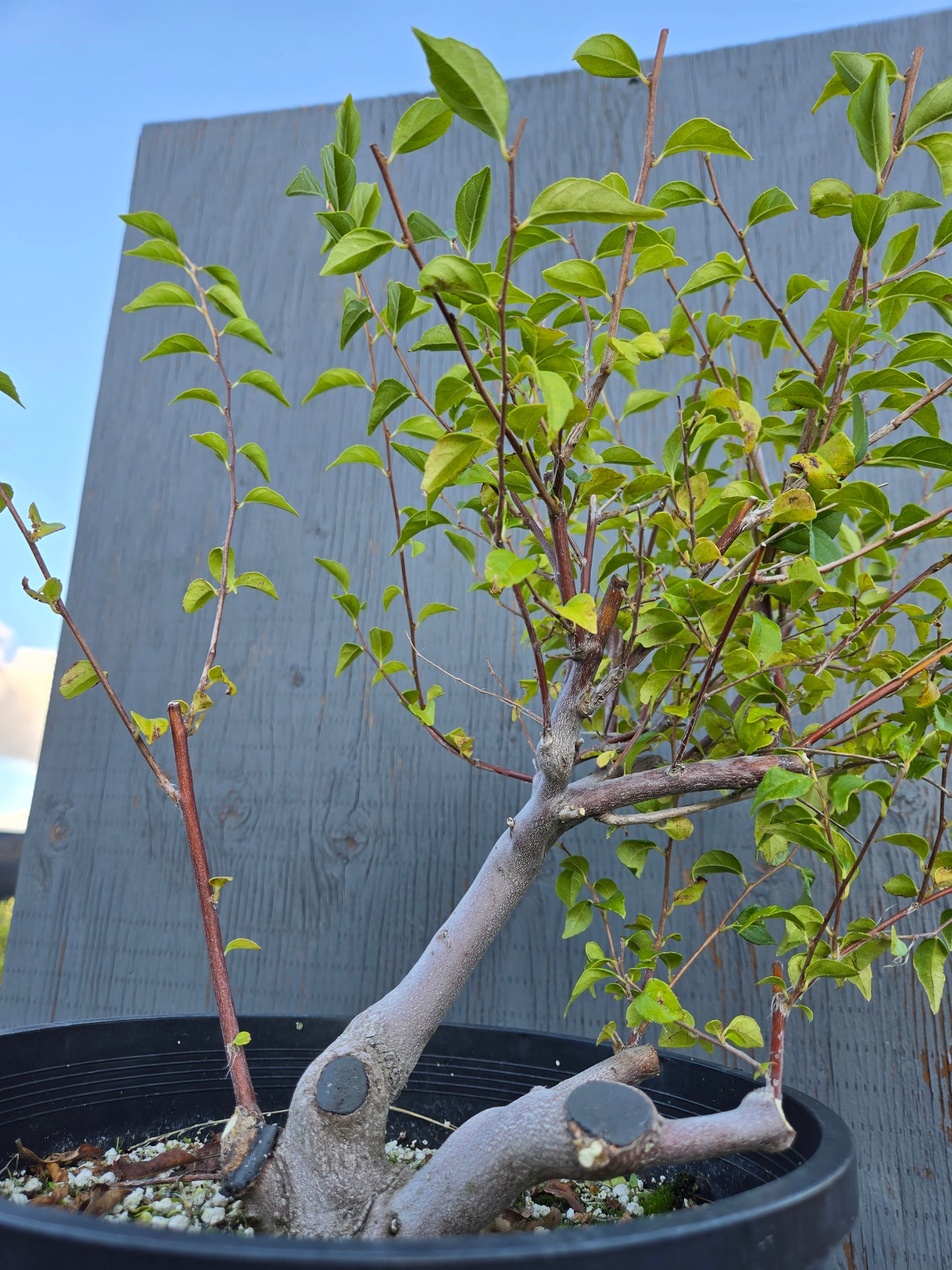 Field grown Formosan Styrax, AutForm23
