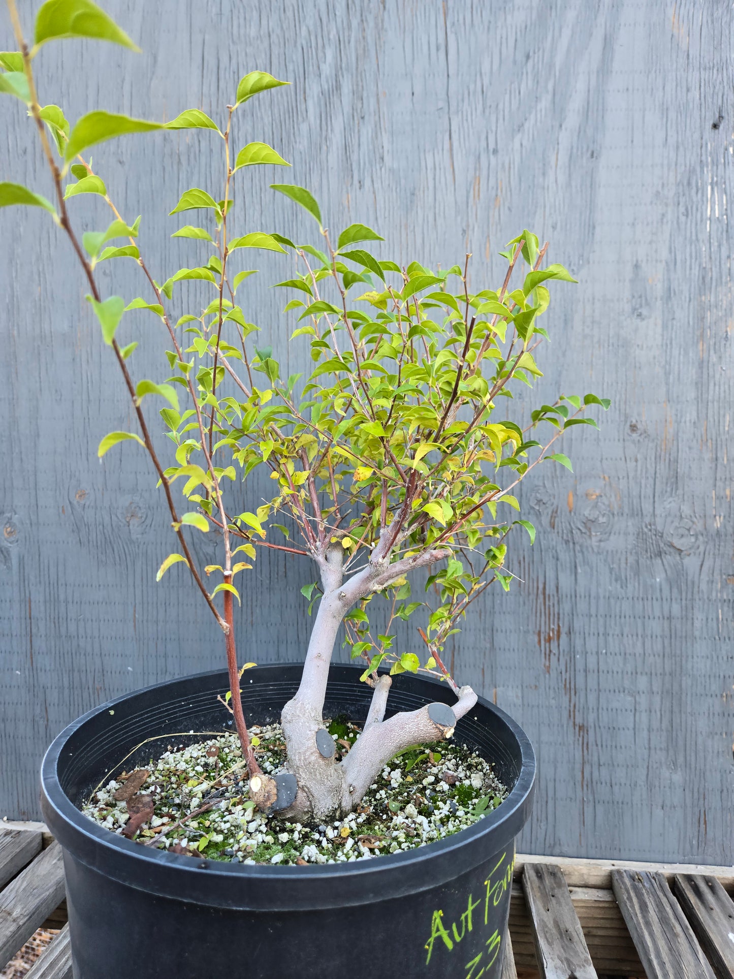Field grown Formosan Styrax, AutForm23