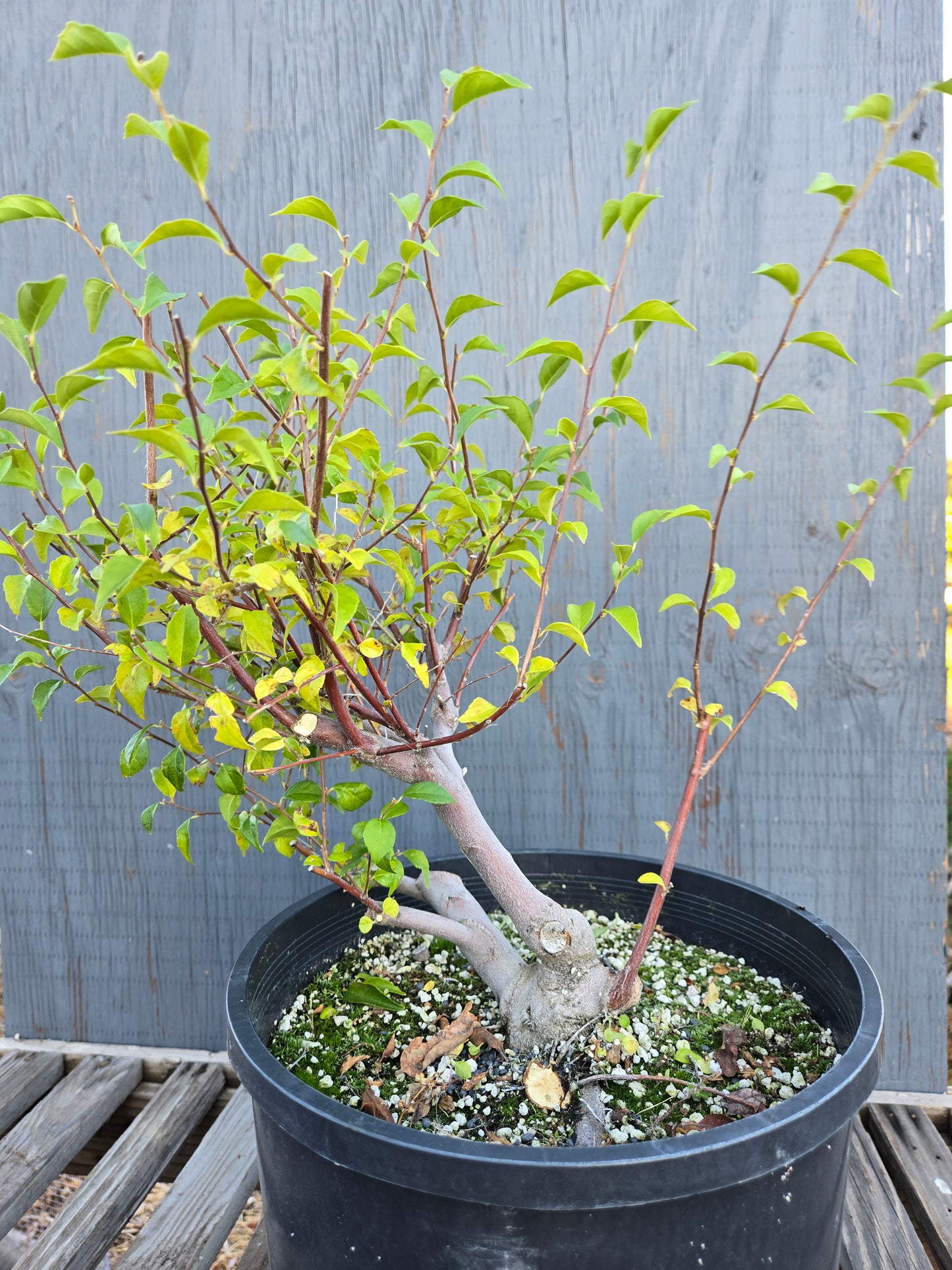 Field grown Formosan Styrax, AutForm23
