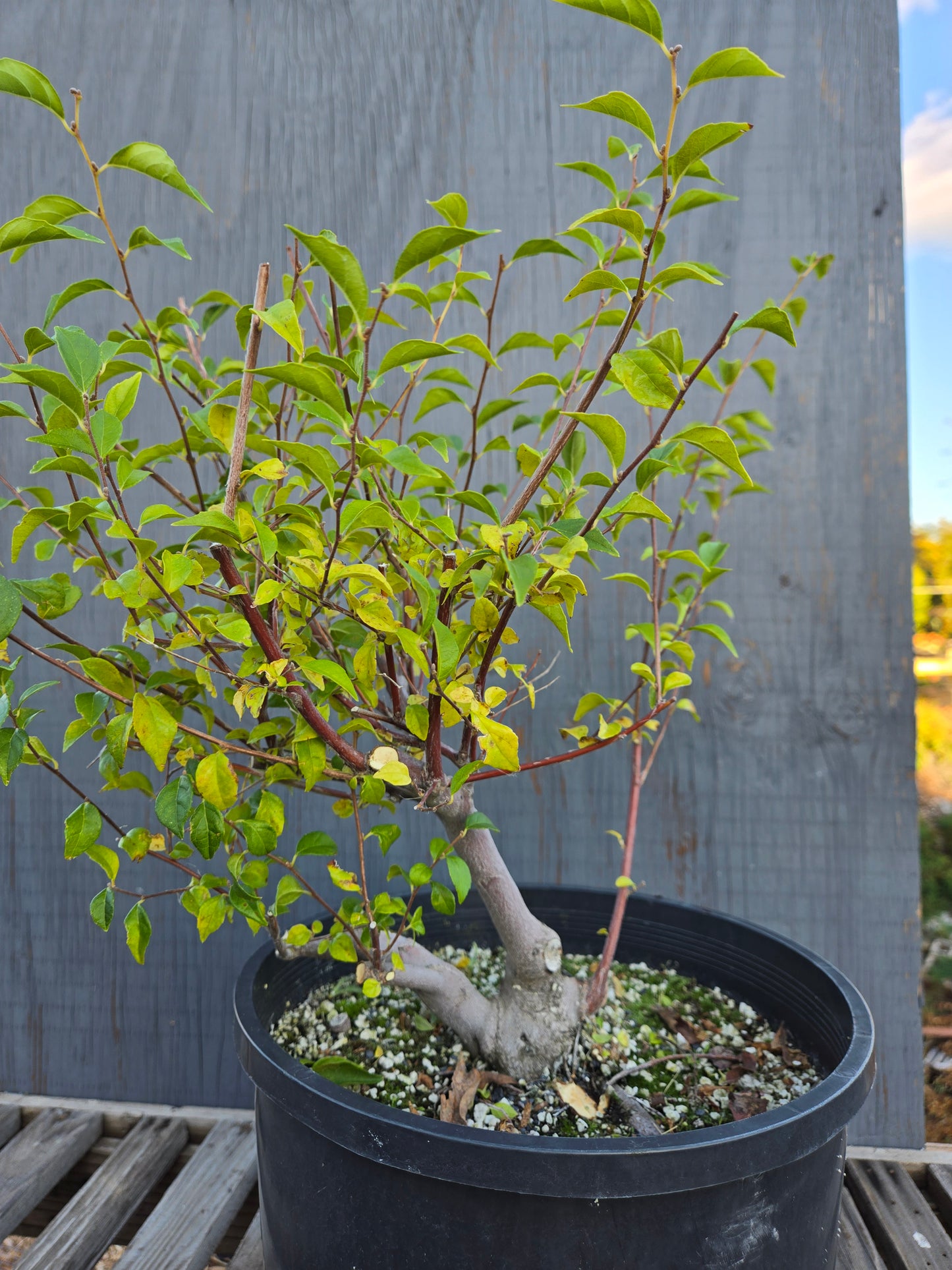 Field grown Formosan Styrax, AutForm23