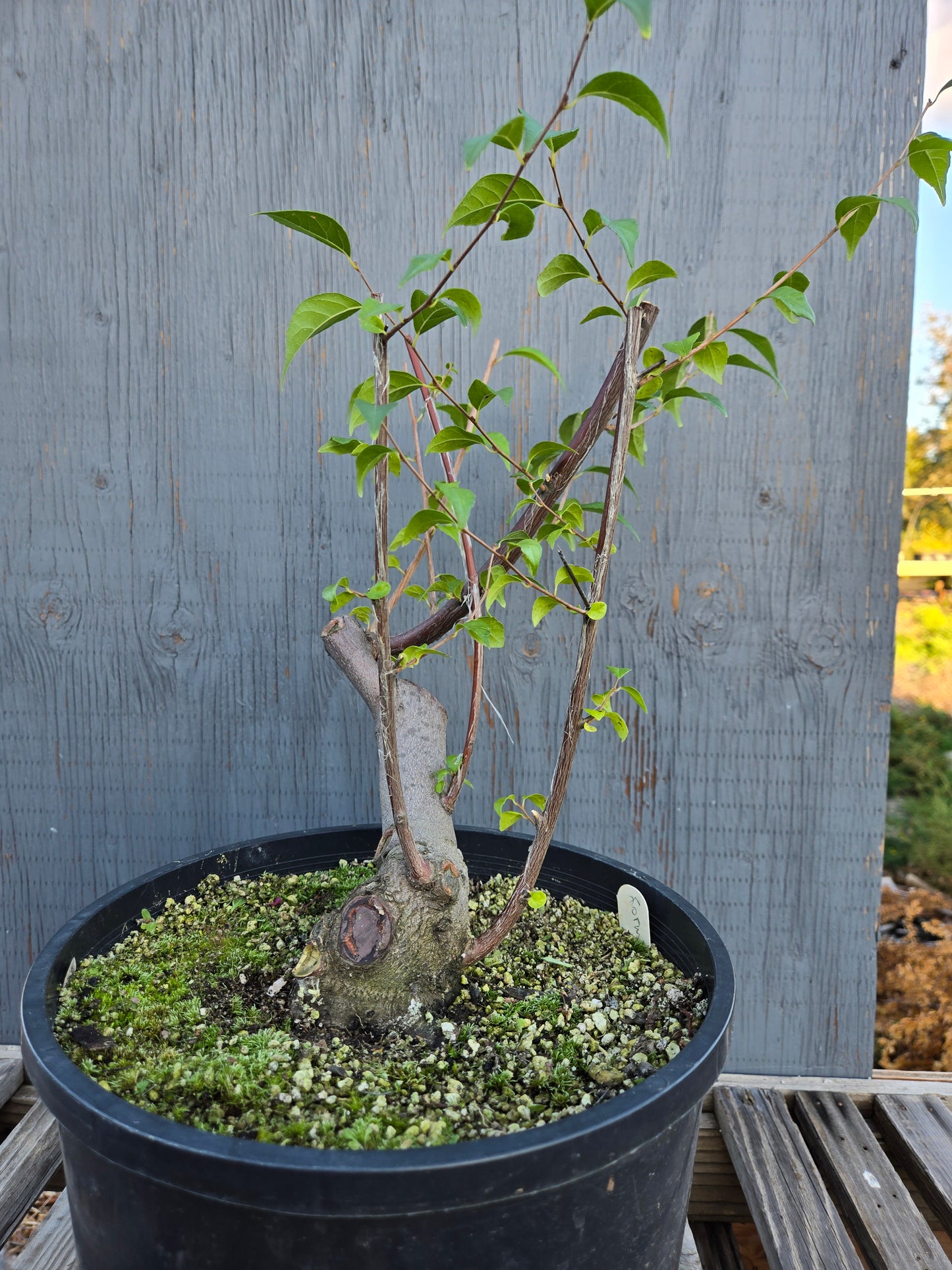 Field grown Formosan Styrax, AutForm 25