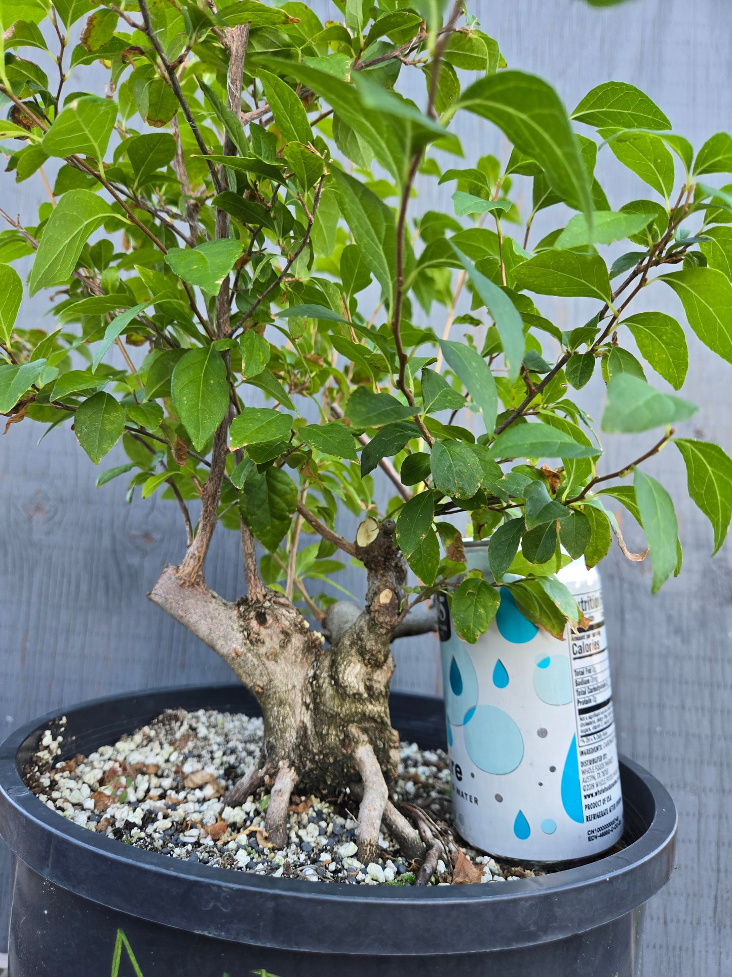 Field grown Formosan Styrax, AutForm20
