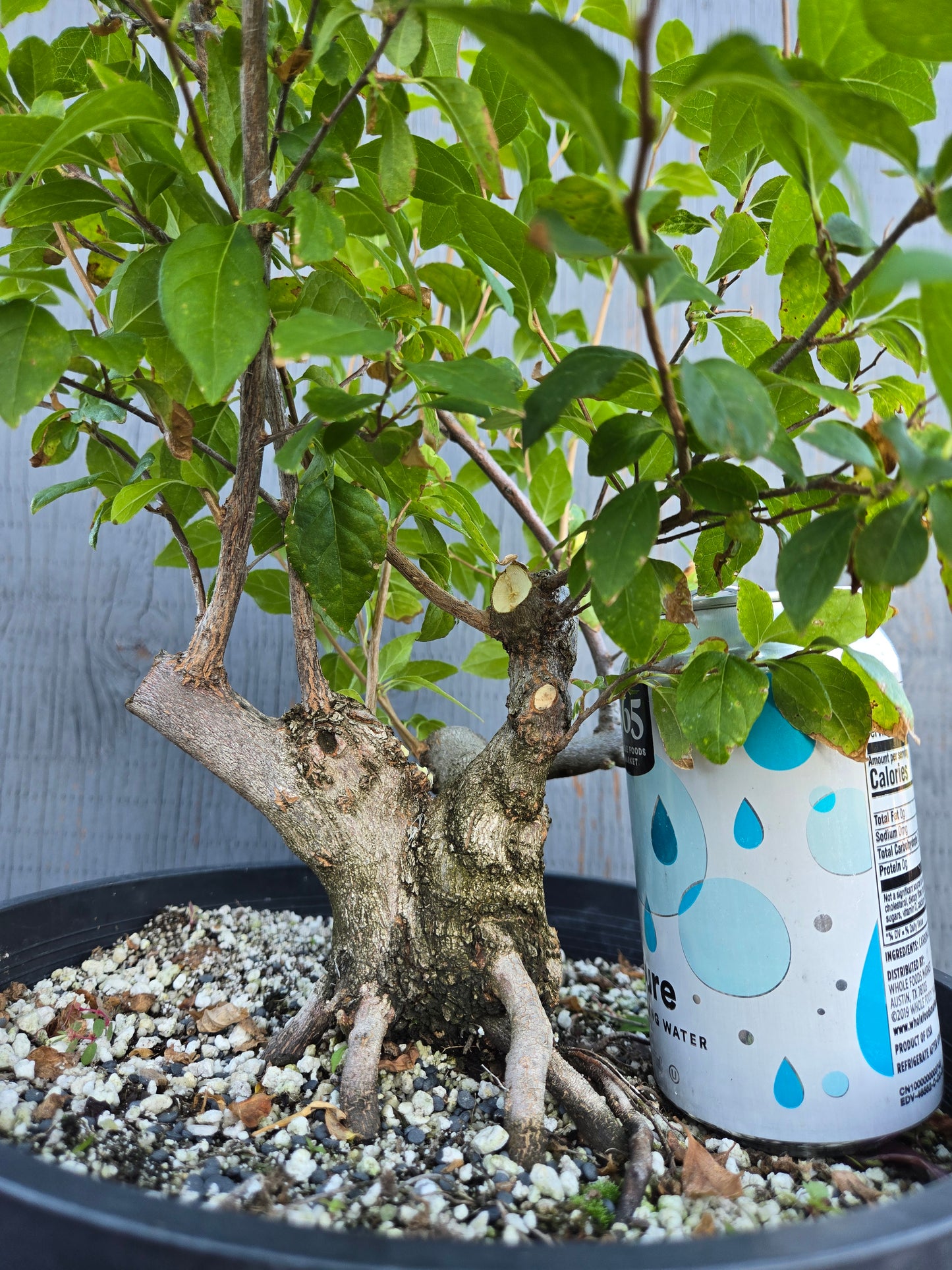 Field grown Formosan Styrax, AutForm20