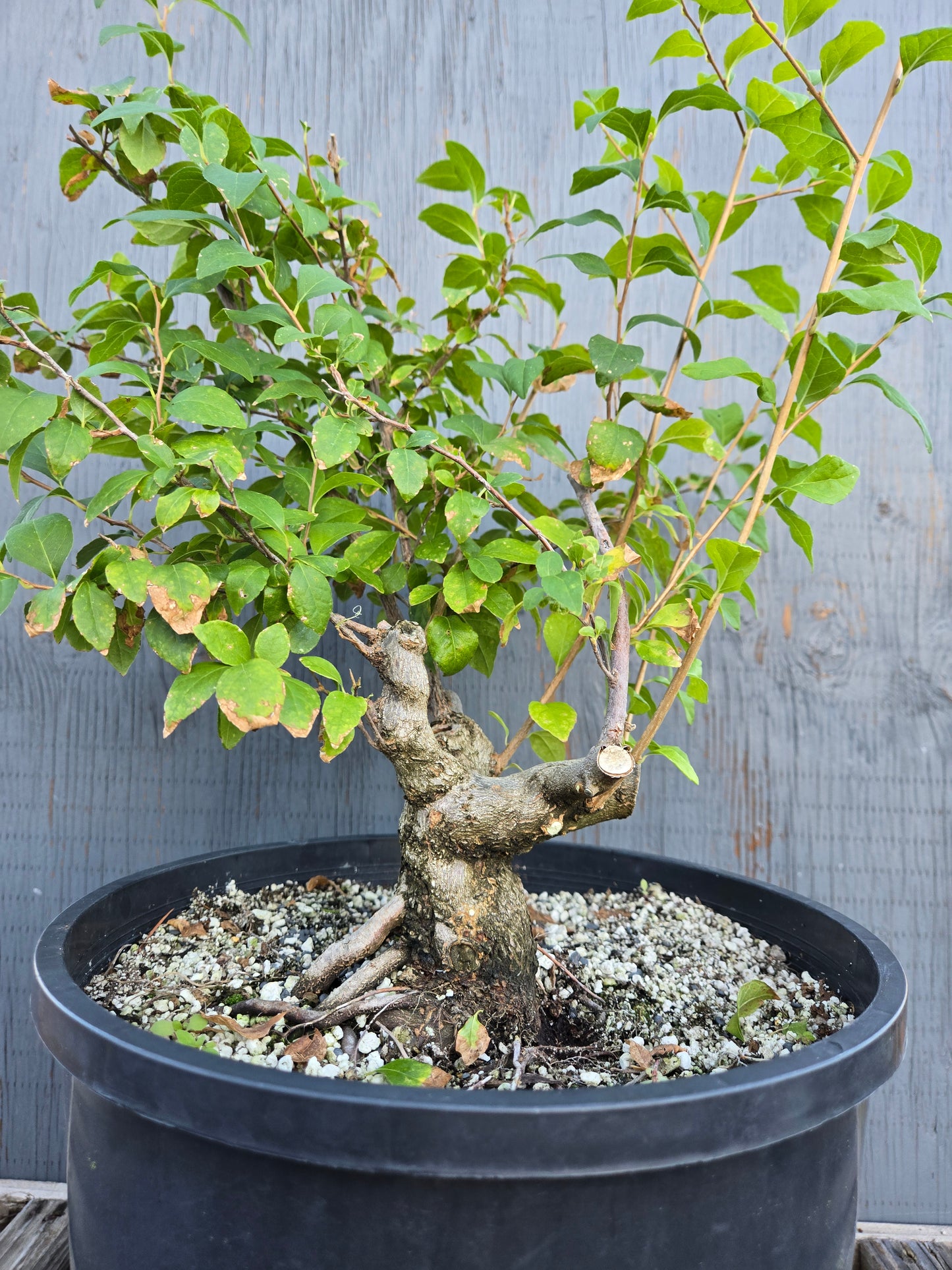 Field grown Formosan Styrax, AutForm20