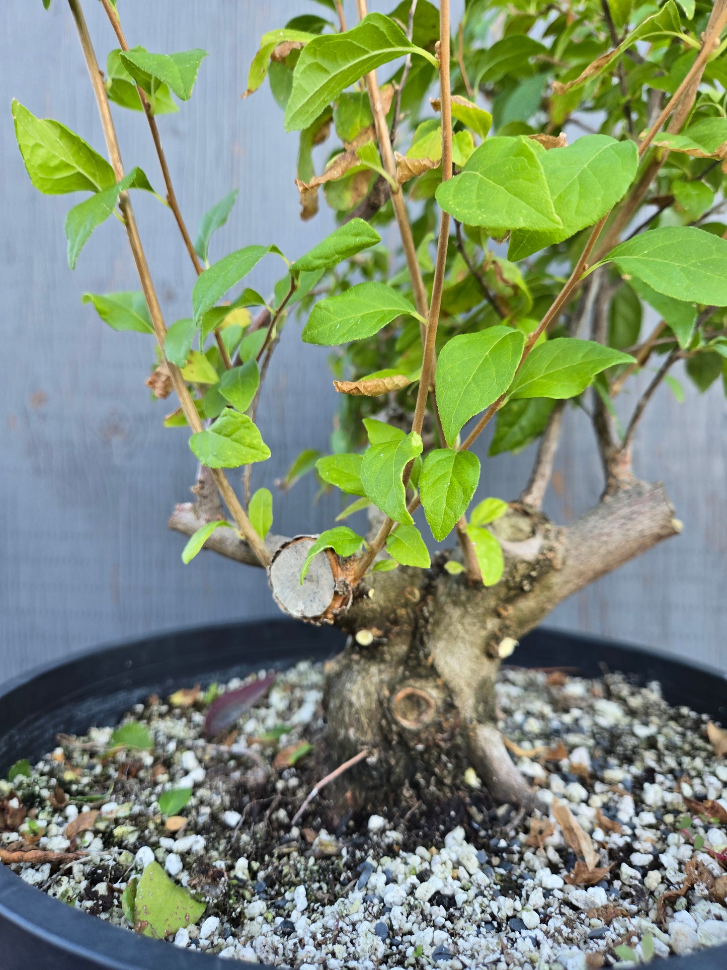 Field grown Formosan Styrax, AutForm20