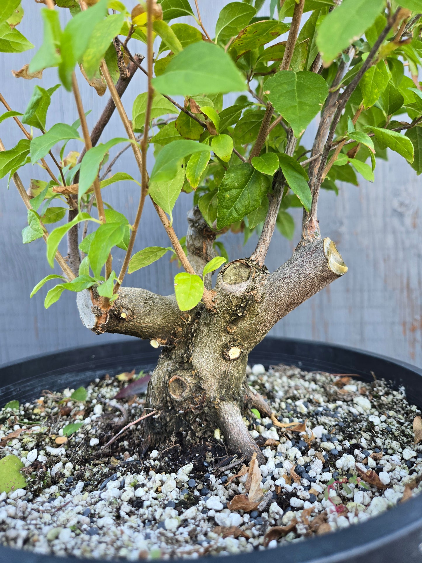 Field grown Formosan Styrax, AutForm20