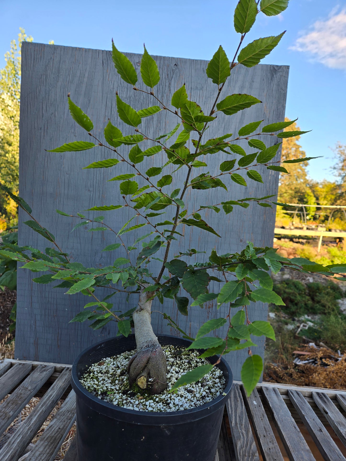 Carpinus laxiflora, Loose Flower Hornbeam