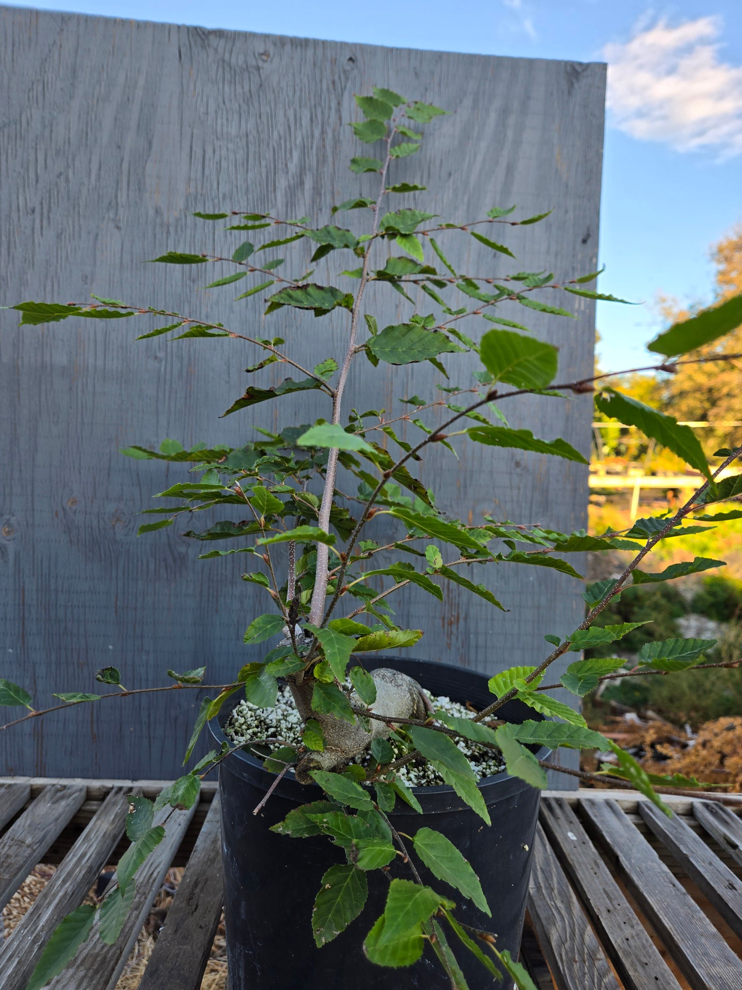 Carpinus laxiflora, Loose Flower Hornbeam