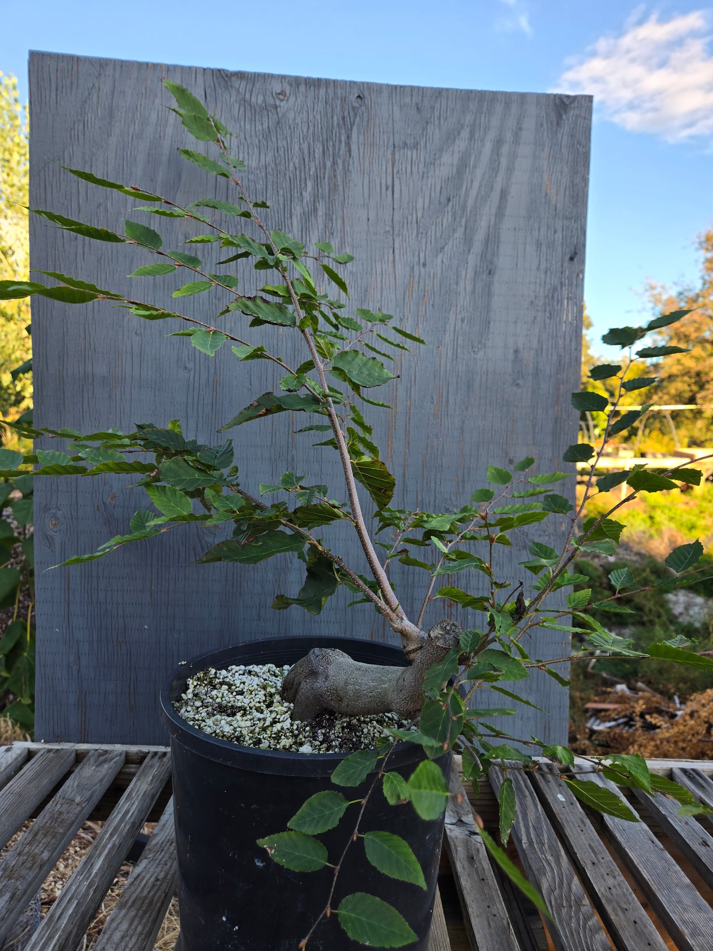 Carpinus laxiflora, Loose Flower Hornbeam