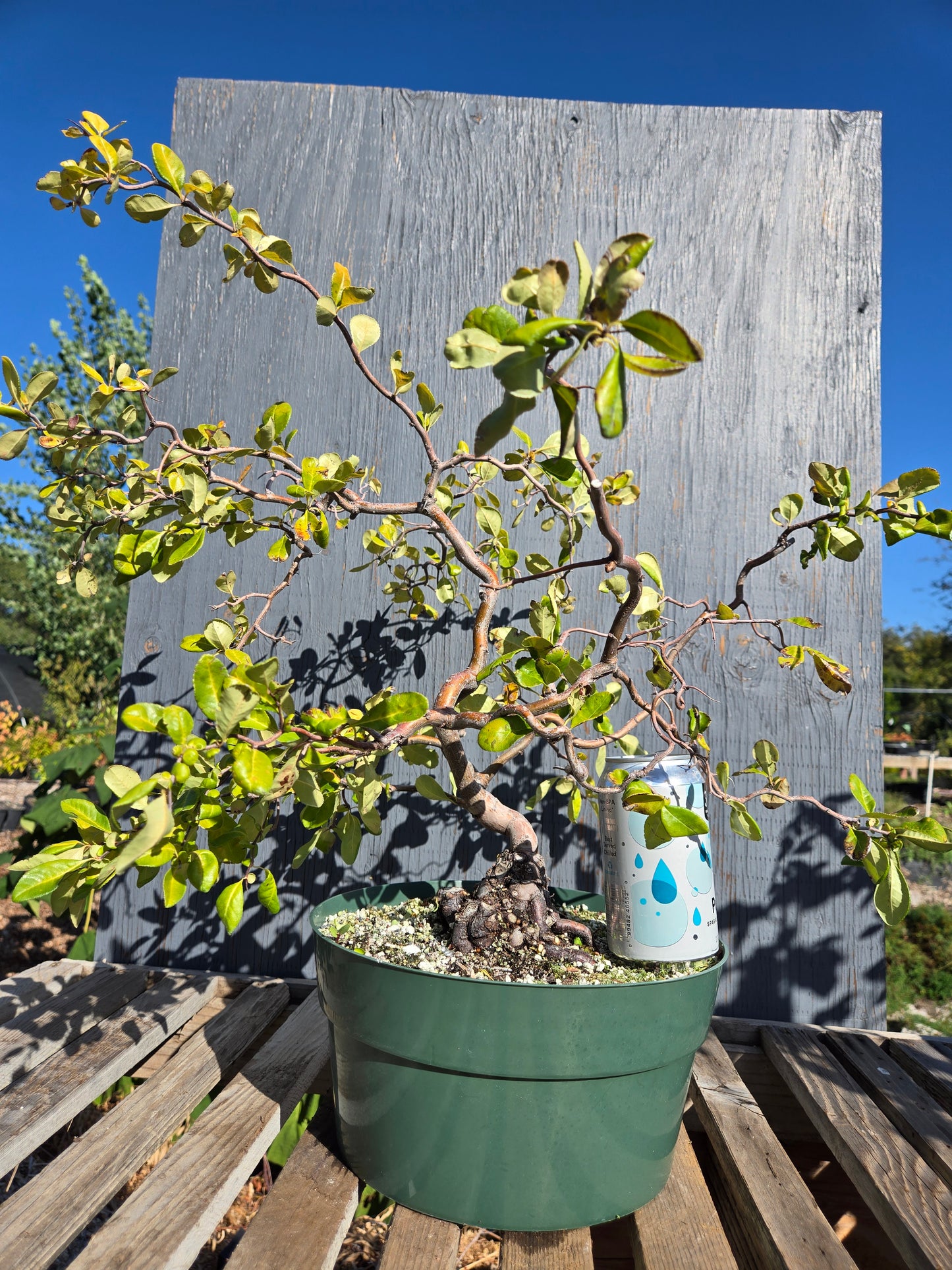 Contorted Quince 'Pink/Red'