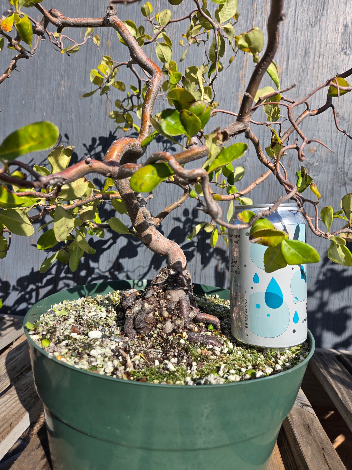 Contorted Quince 'Pink/Red'