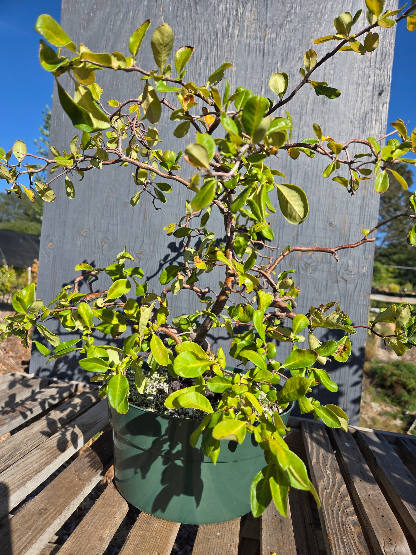 Contorted Quince 'Pink/Red'