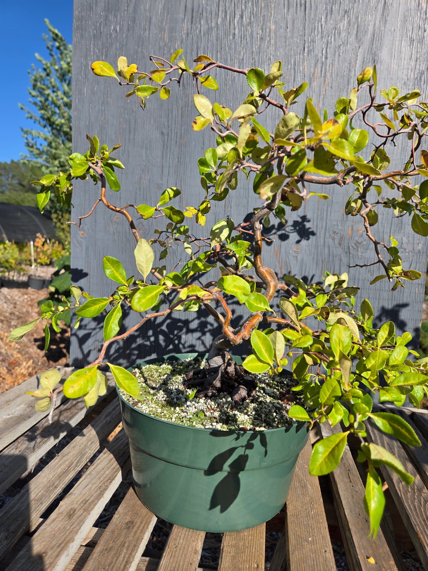 Contorted Quince 'Pink/Red'