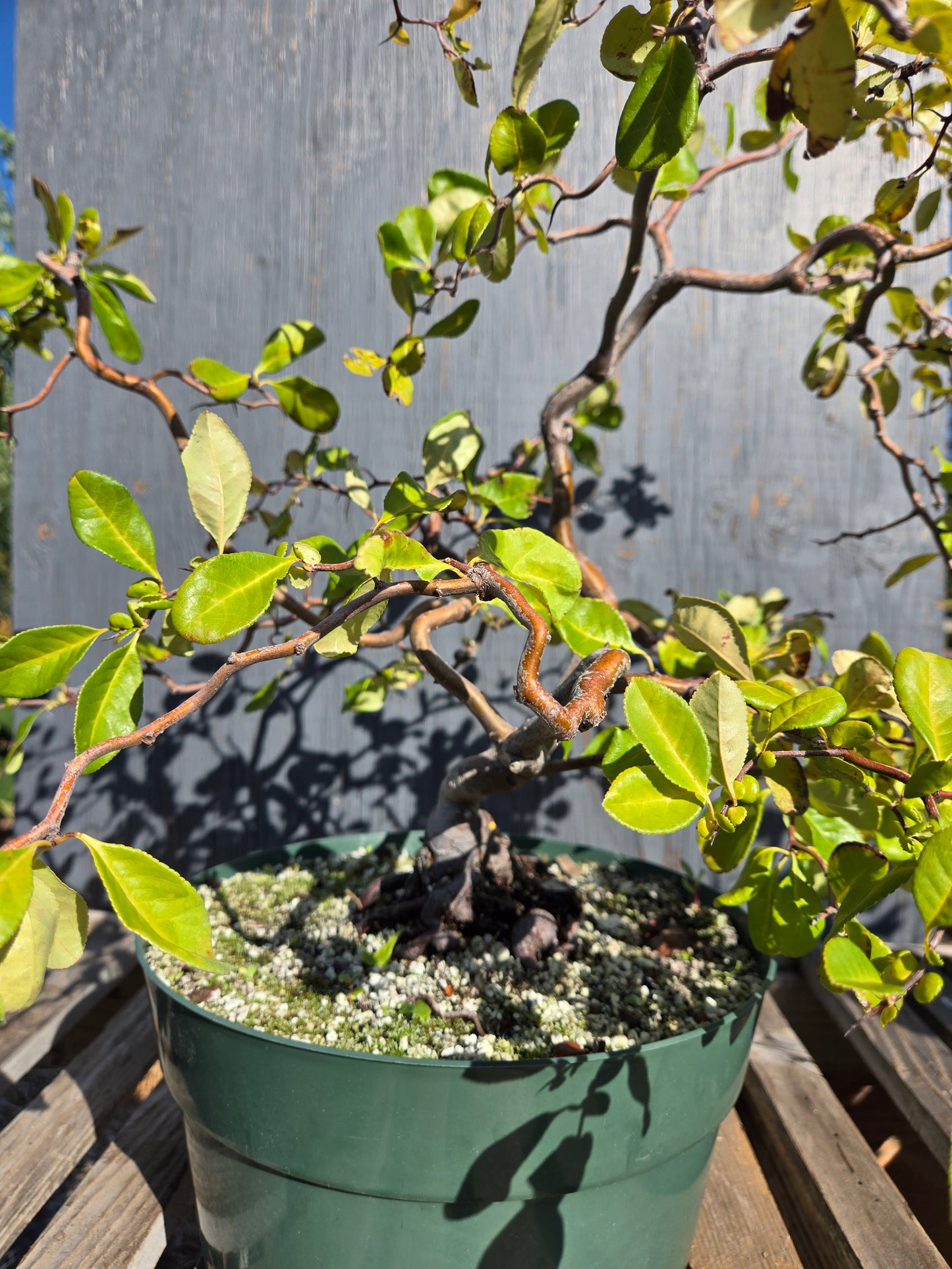 Contorted Quince 'Pink/Red'