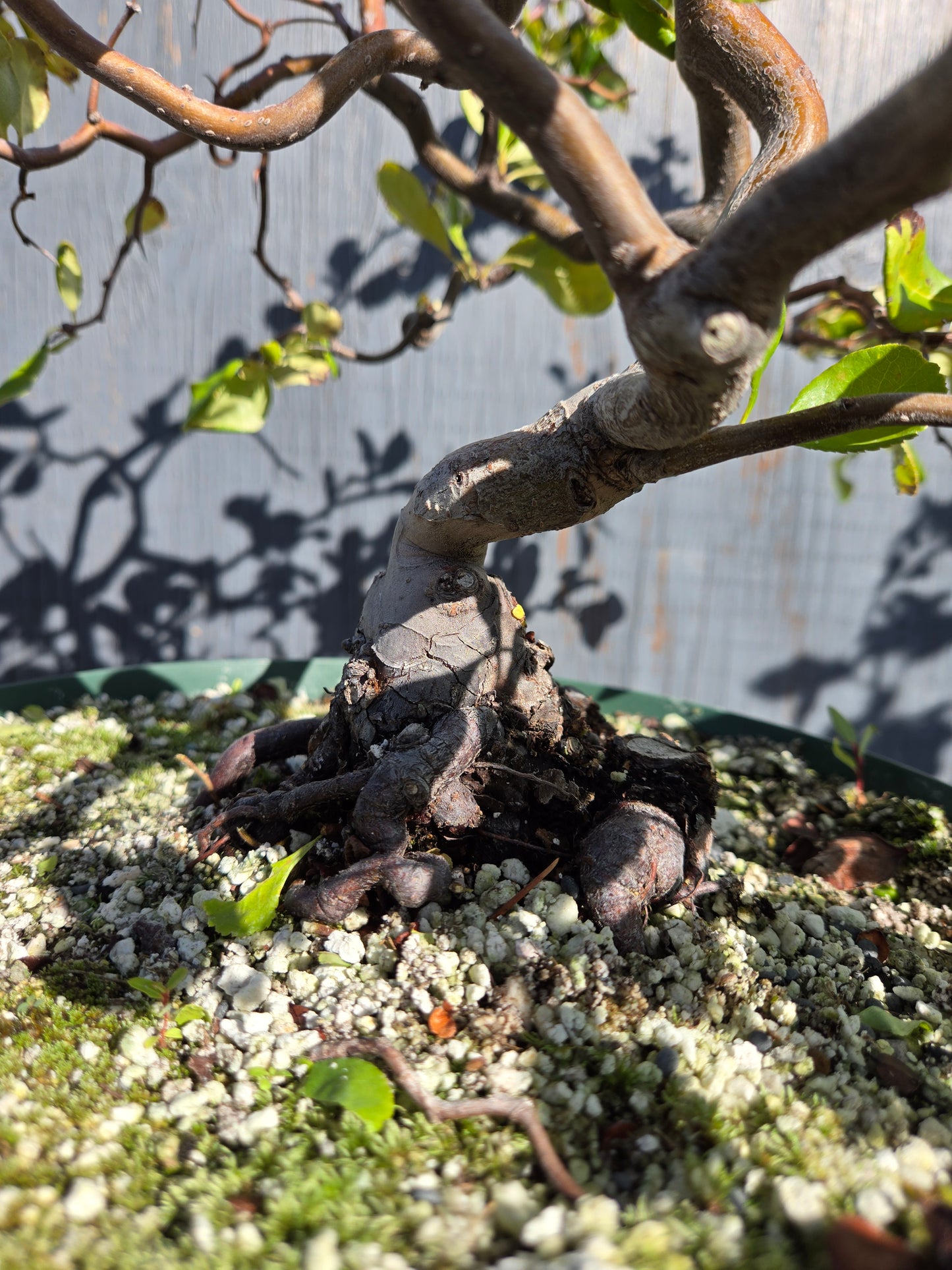 Contorted Quince 'Pink/Red'