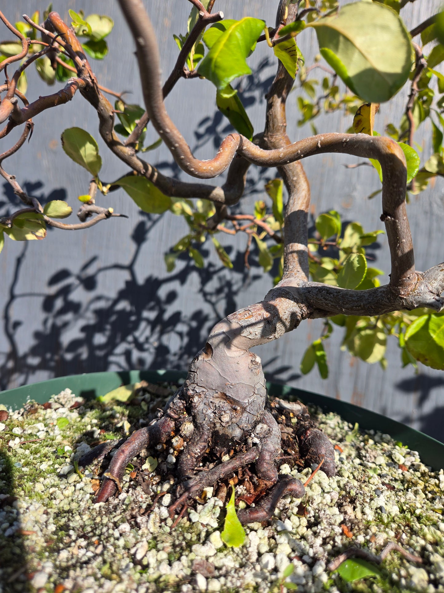 Contorted Quince 'Pink/Red'