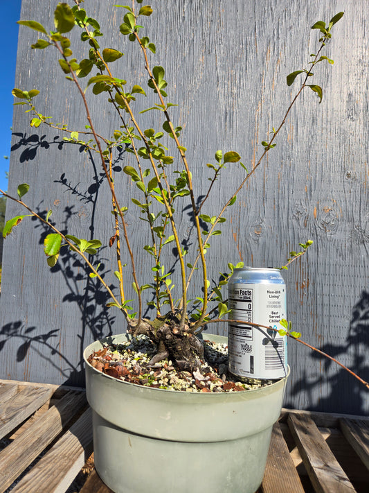 Japanese Quince, Chaenomeles japonica, 'Hime'