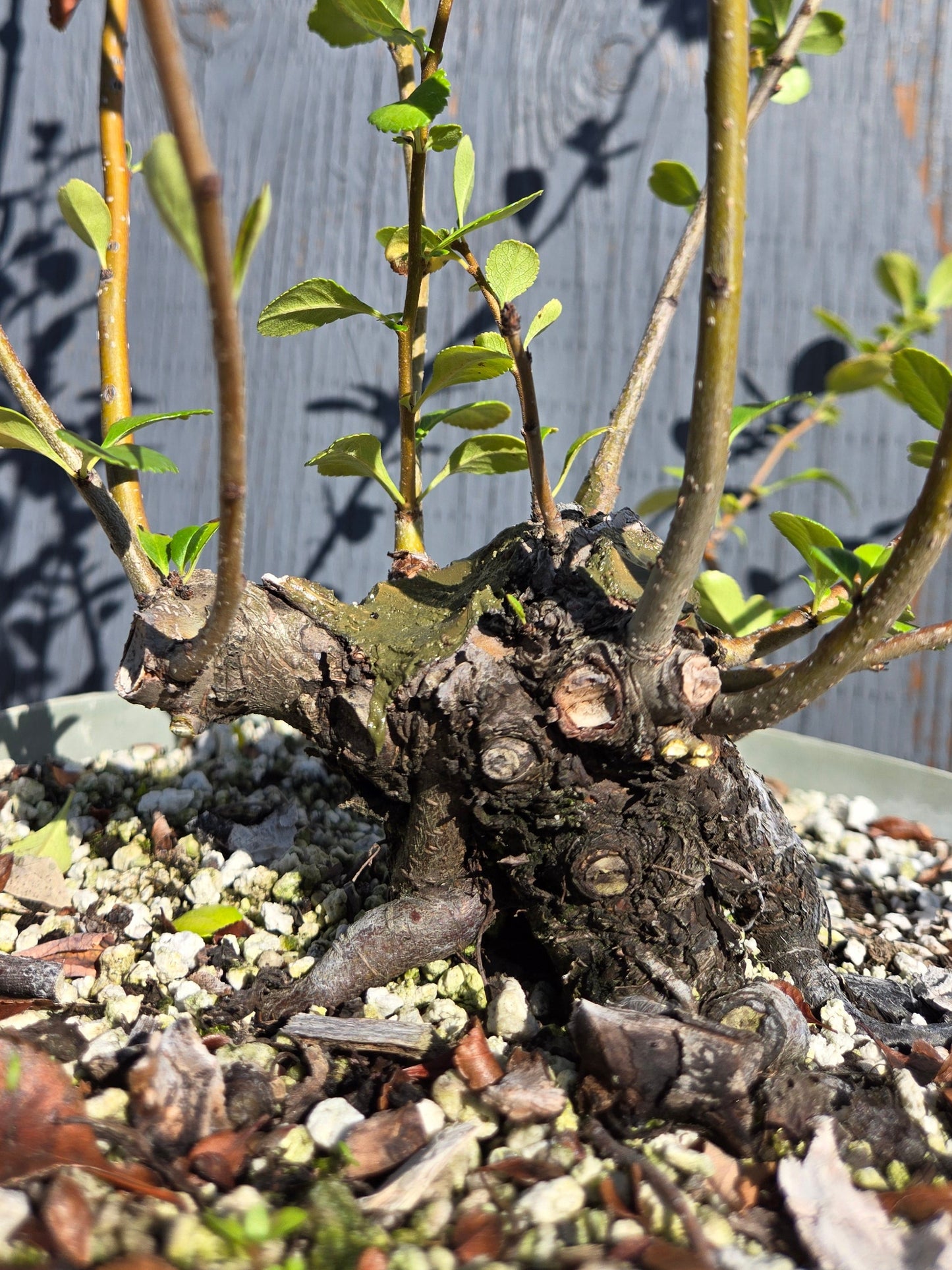 Japanese Quince, Chaenomeles japonica, 'Hime'