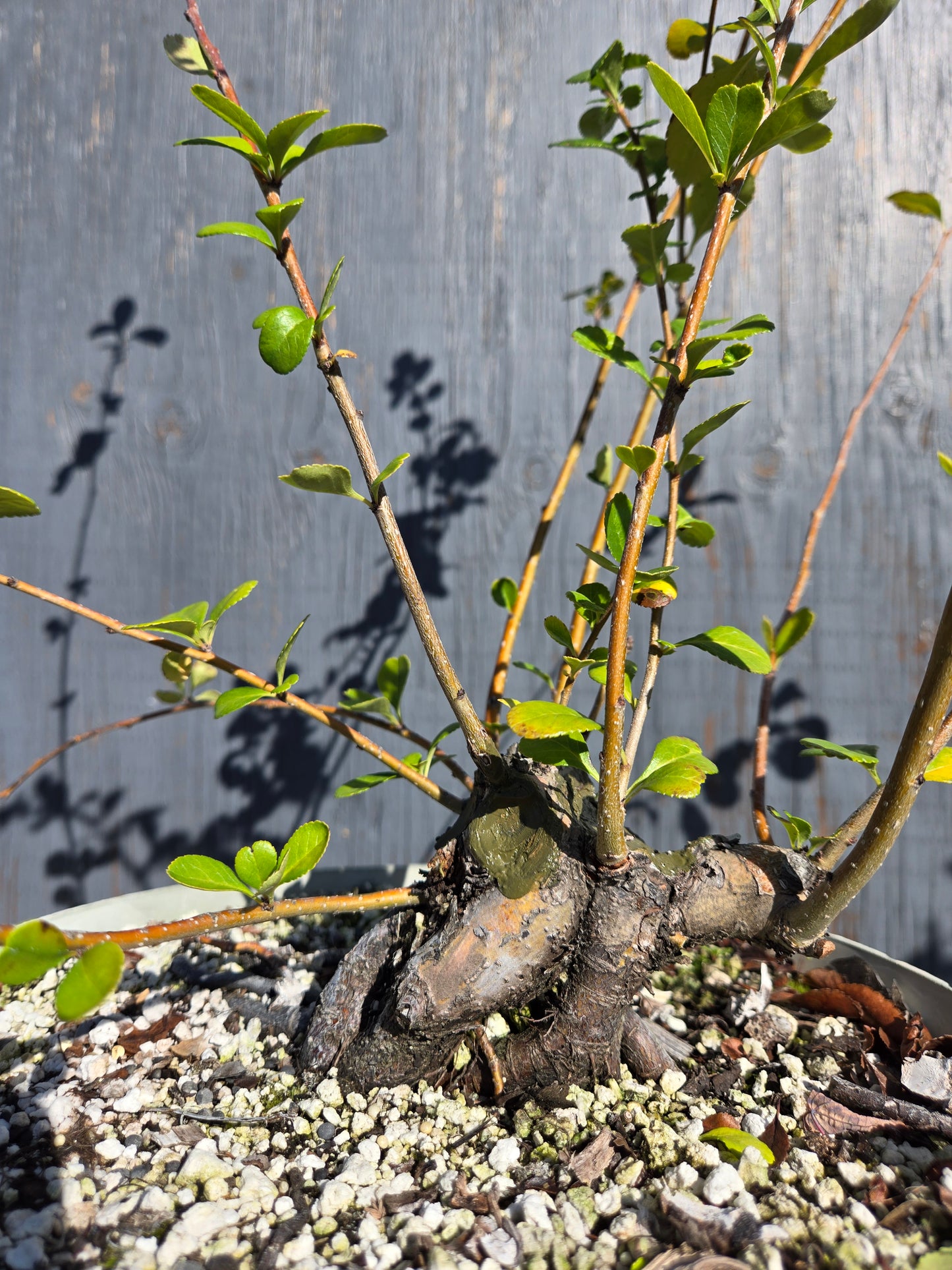 Japanese Quince, Chaenomeles japonica, 'Hime'