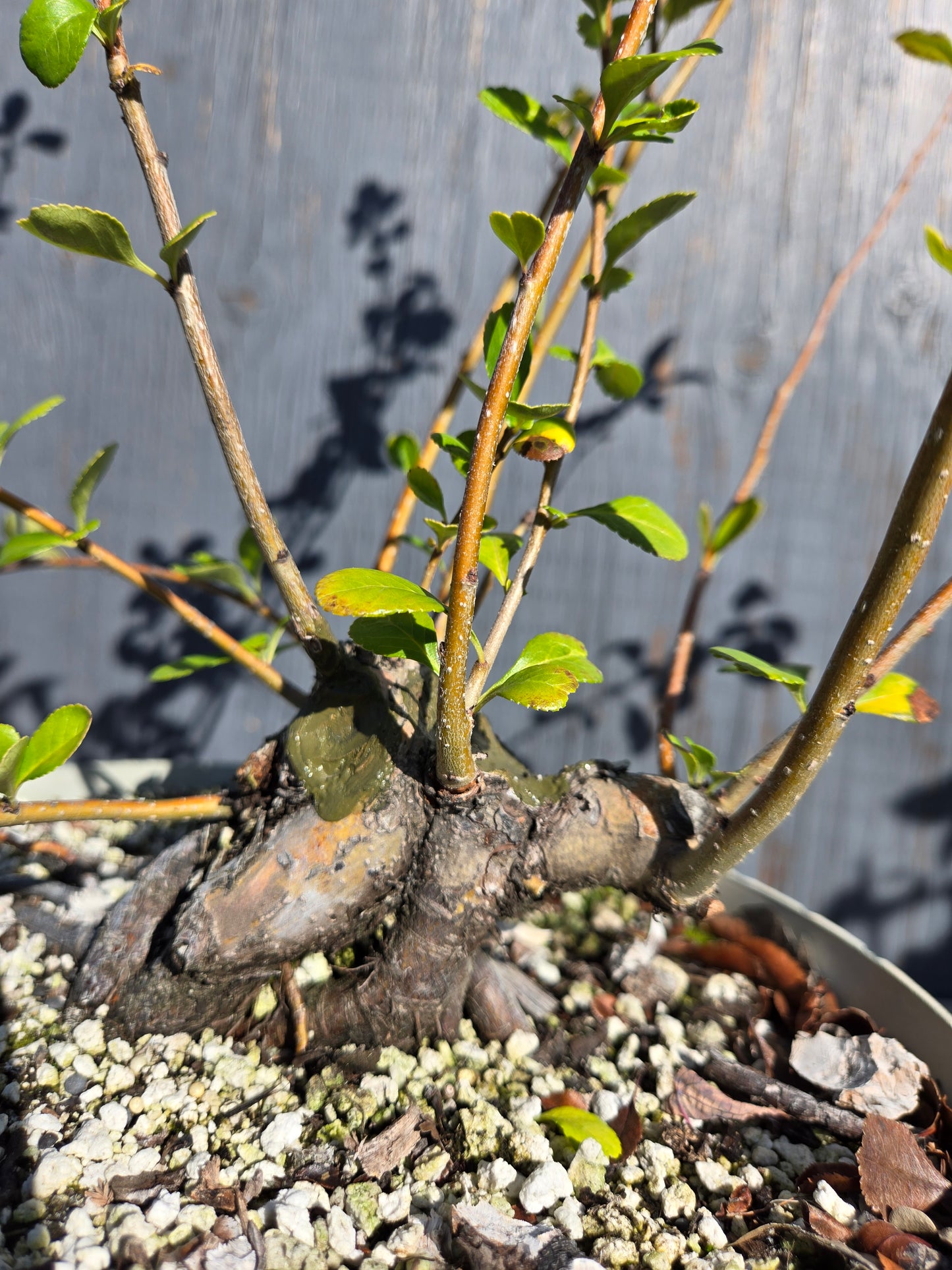 Japanese Quince, Chaenomeles japonica, 'Hime'