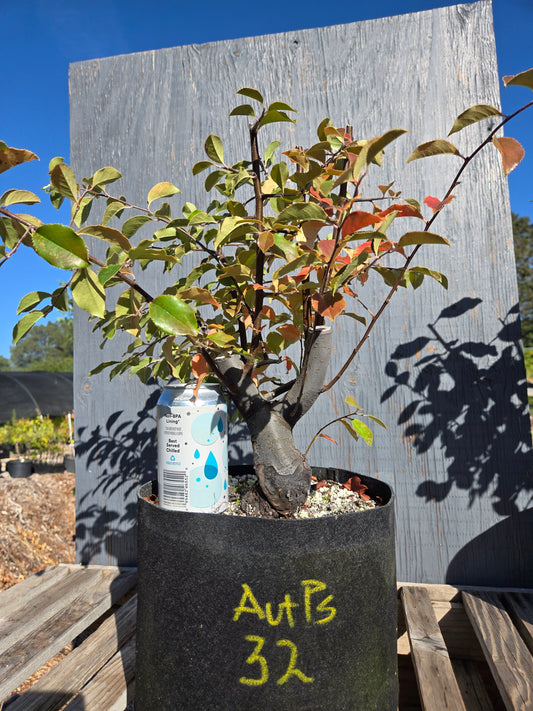 Chinese Quince, Pseudocydonia sinensis, AutPs32