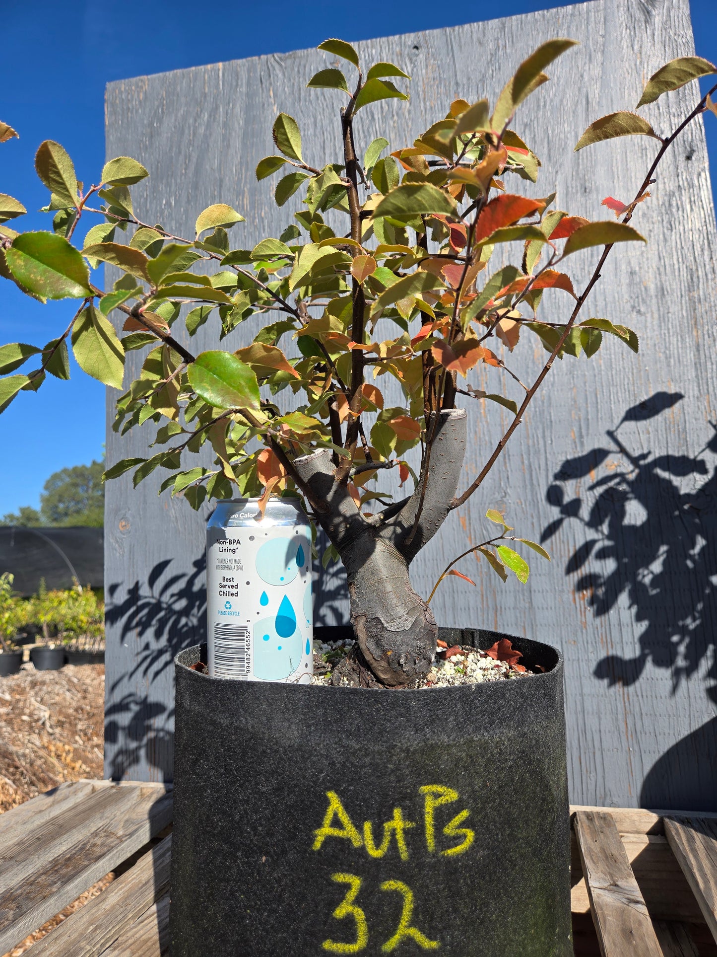 Chinese Quince, Pseudocydonia sinensis, AutPs32