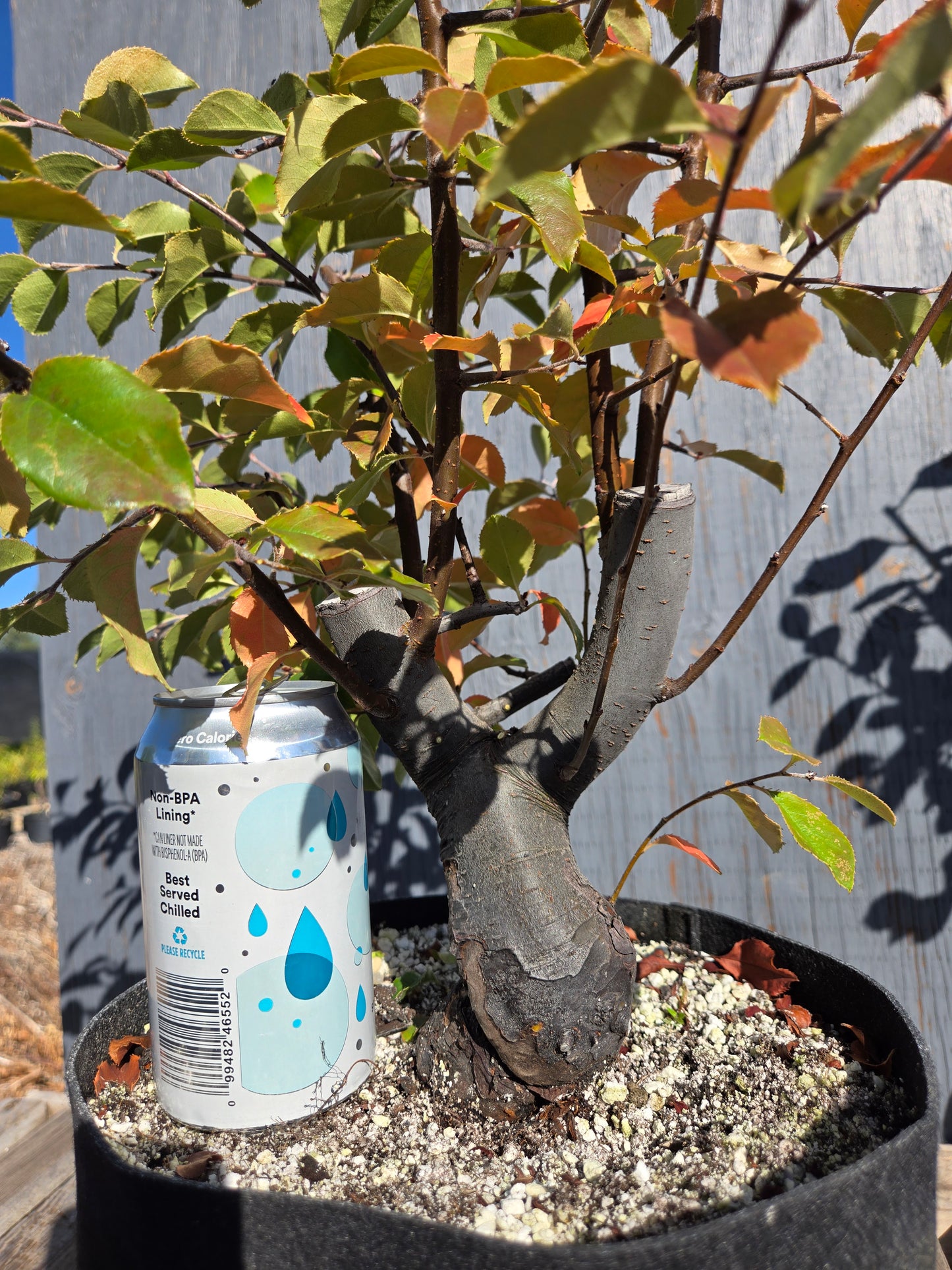 Chinese Quince, Pseudocydonia sinensis, AutPs32