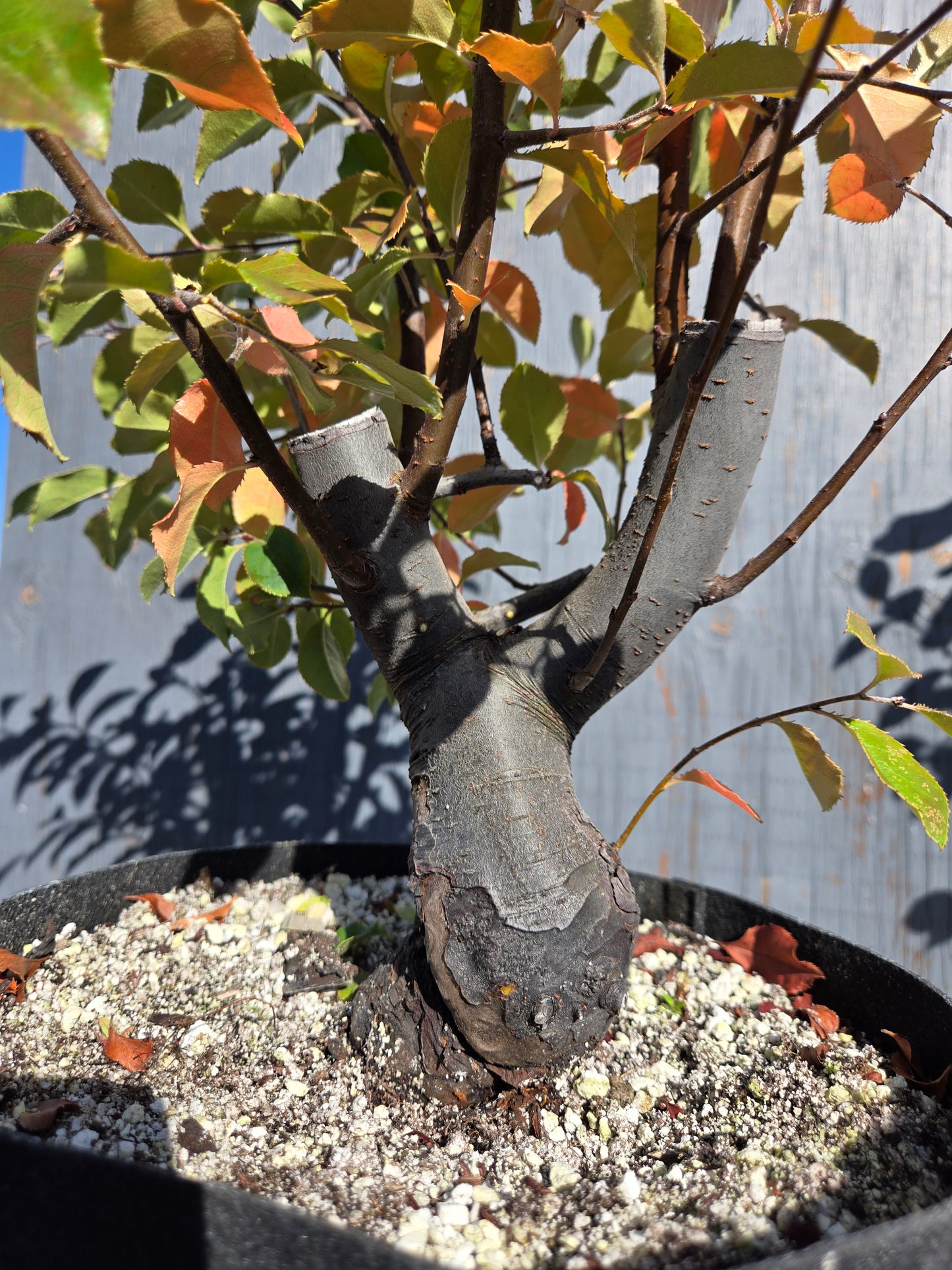 Chinese Quince, Pseudocydonia sinensis, AutPs32