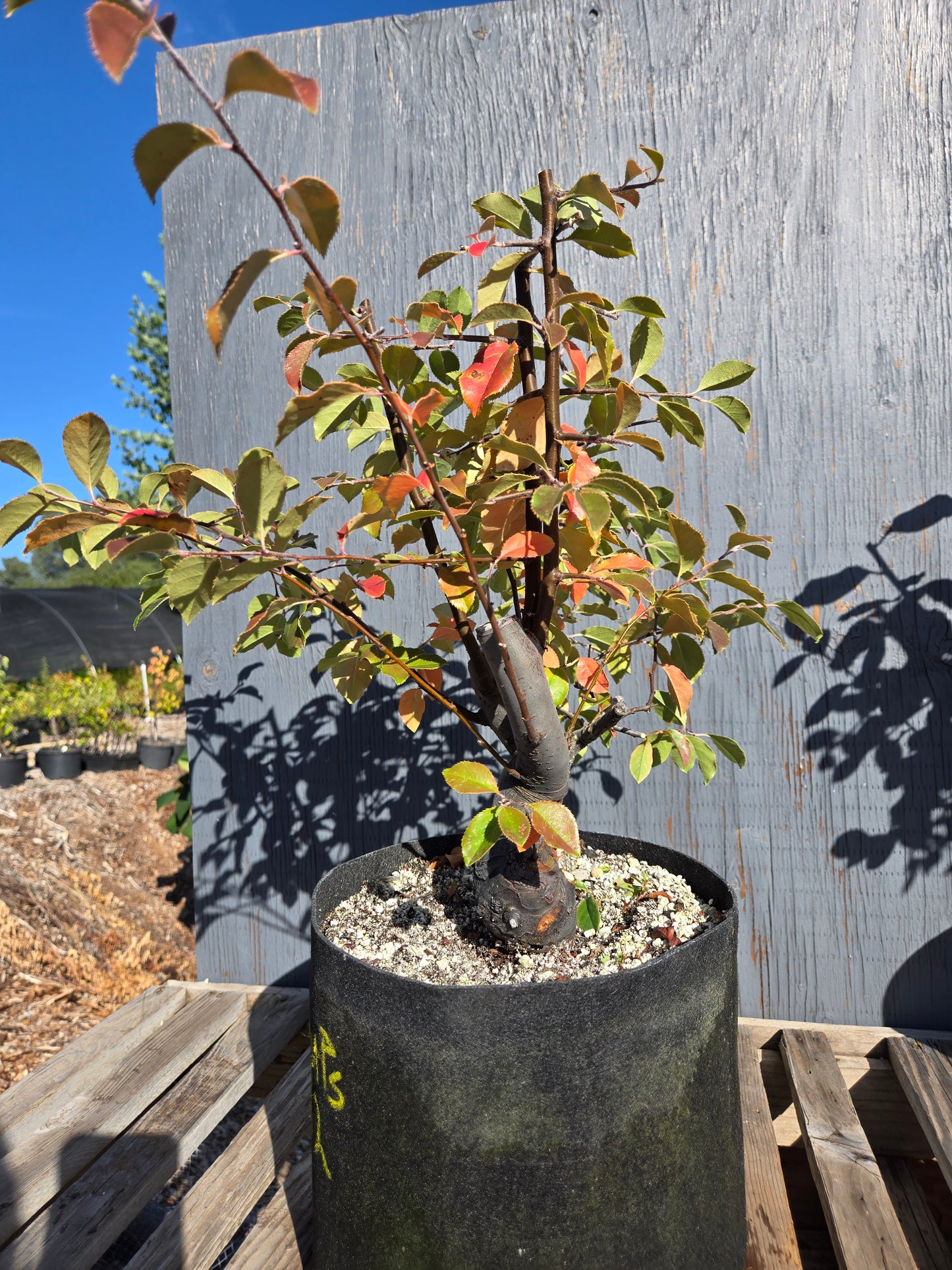 Chinese Quince, Pseudocydonia sinensis, AutPs32