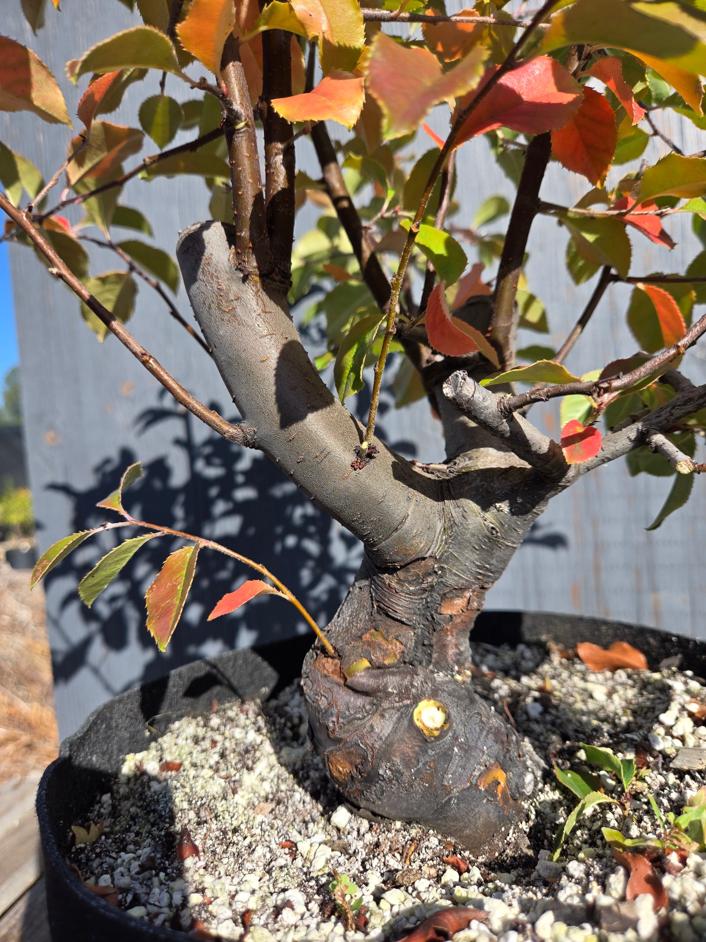 Chinese Quince, Pseudocydonia sinensis, AutPs32