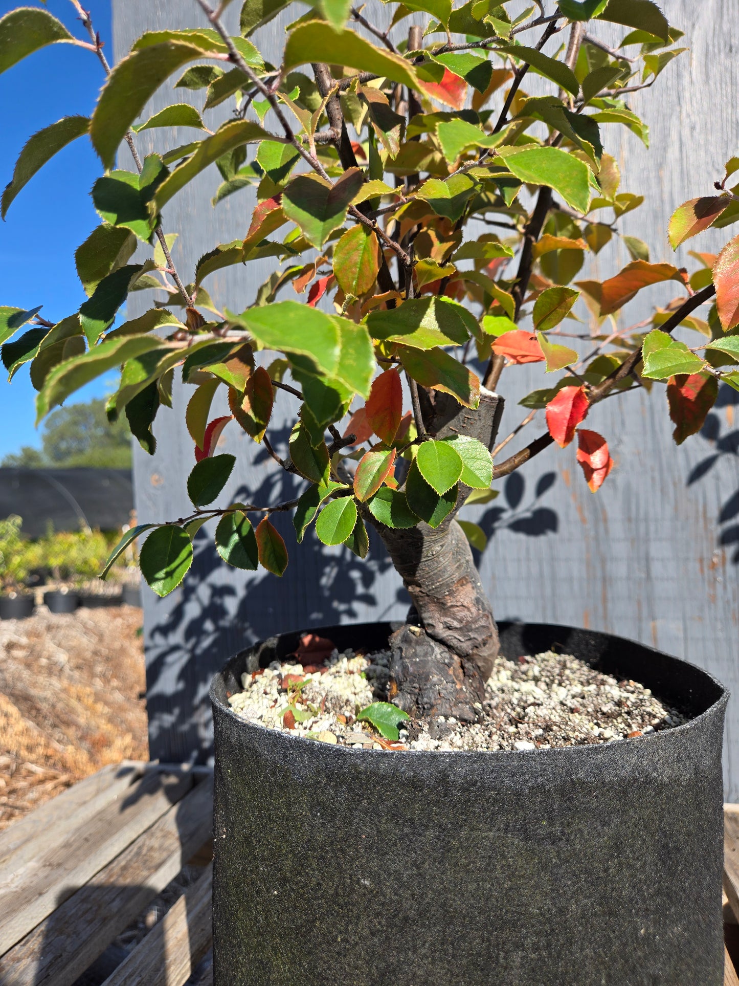 Chinese Quince, Pseudocydonia sinensis, AutPs32
