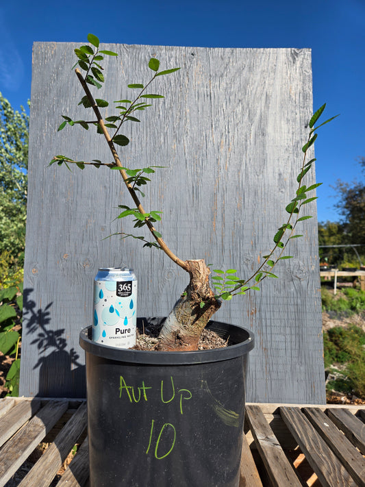 Chinese Elm, Ulmus parvifolia, AutUp10