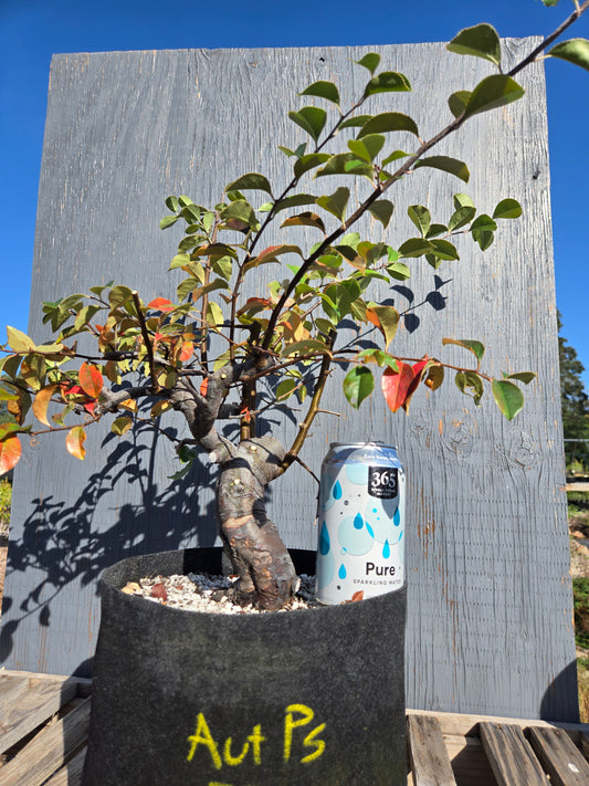 Chinese Quince, Pseudocydonia sinensis, AutPs?