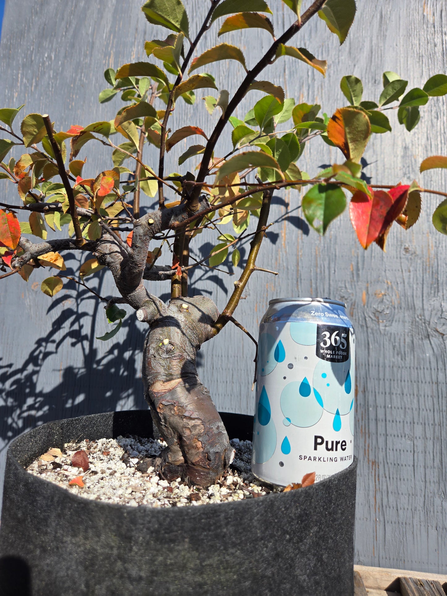 Chinese Quince, Pseudocydonia sinensis, AutPs?