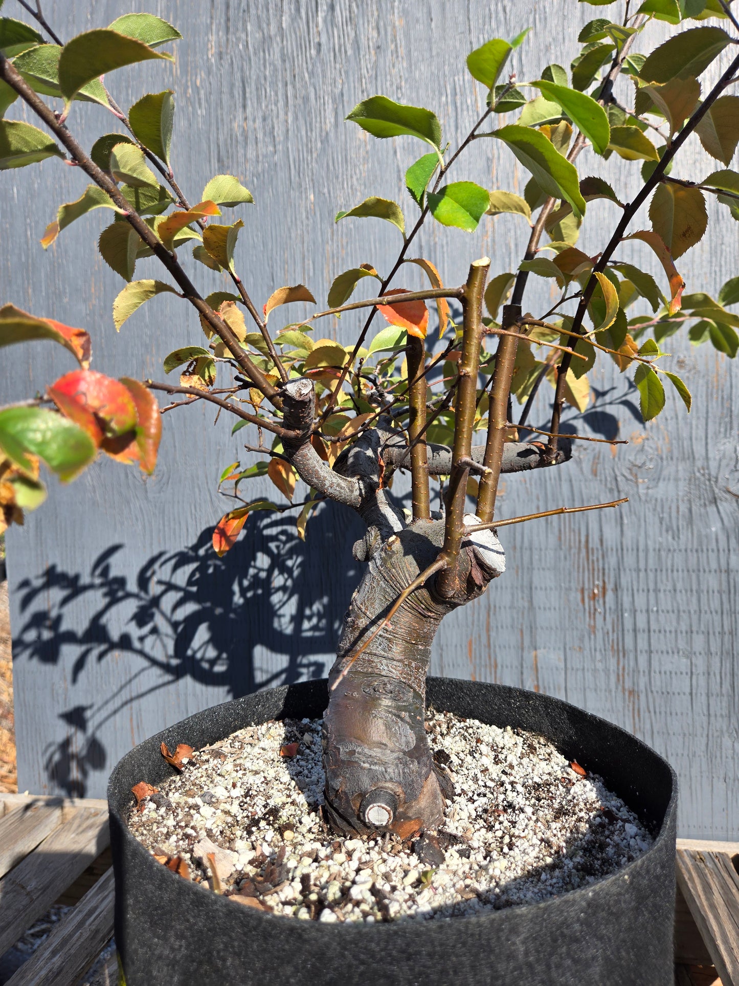 Chinese Quince, Pseudocydonia sinensis, AutPs?