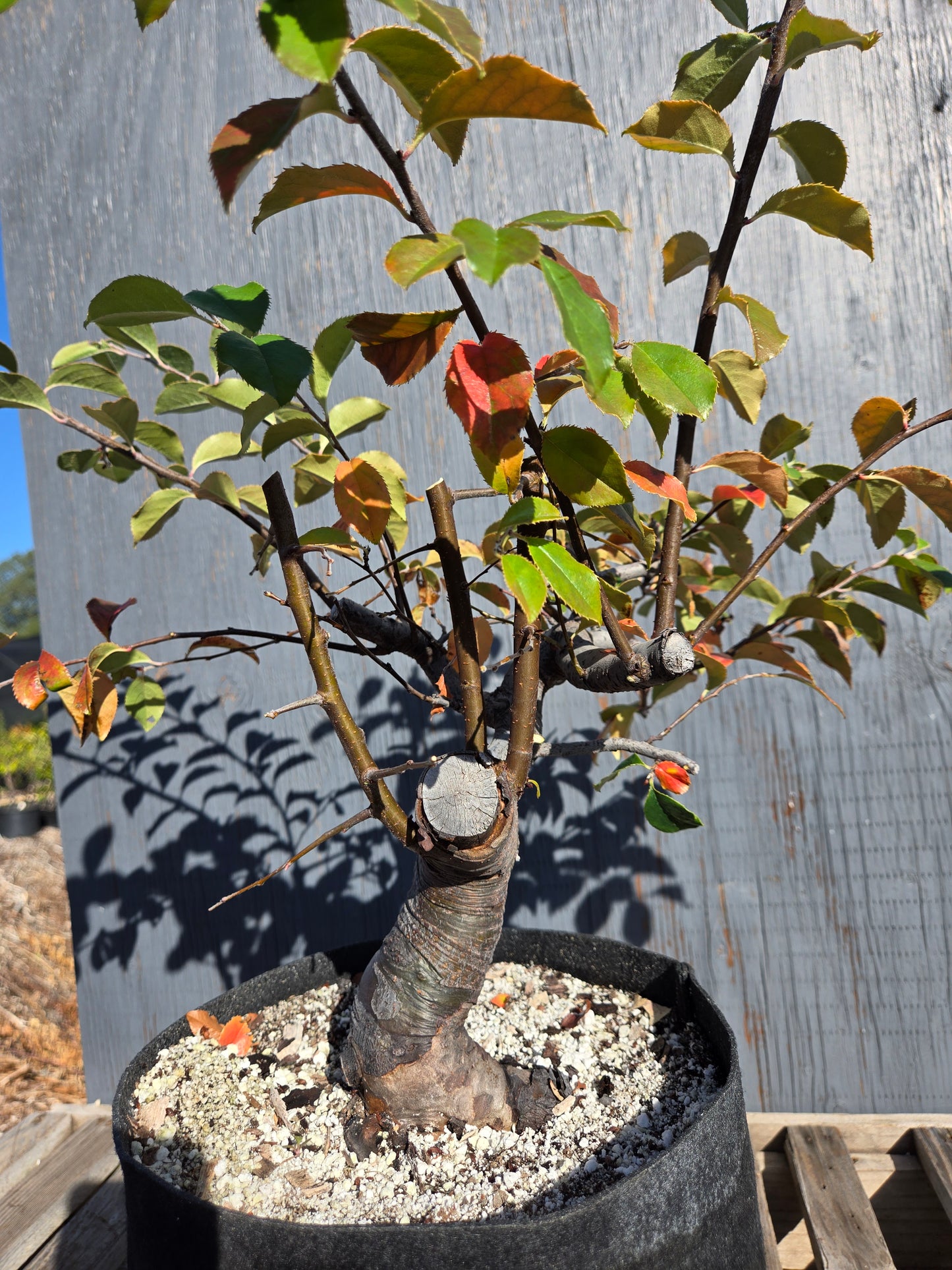 Chinese Quince, Pseudocydonia sinensis, AutPs?