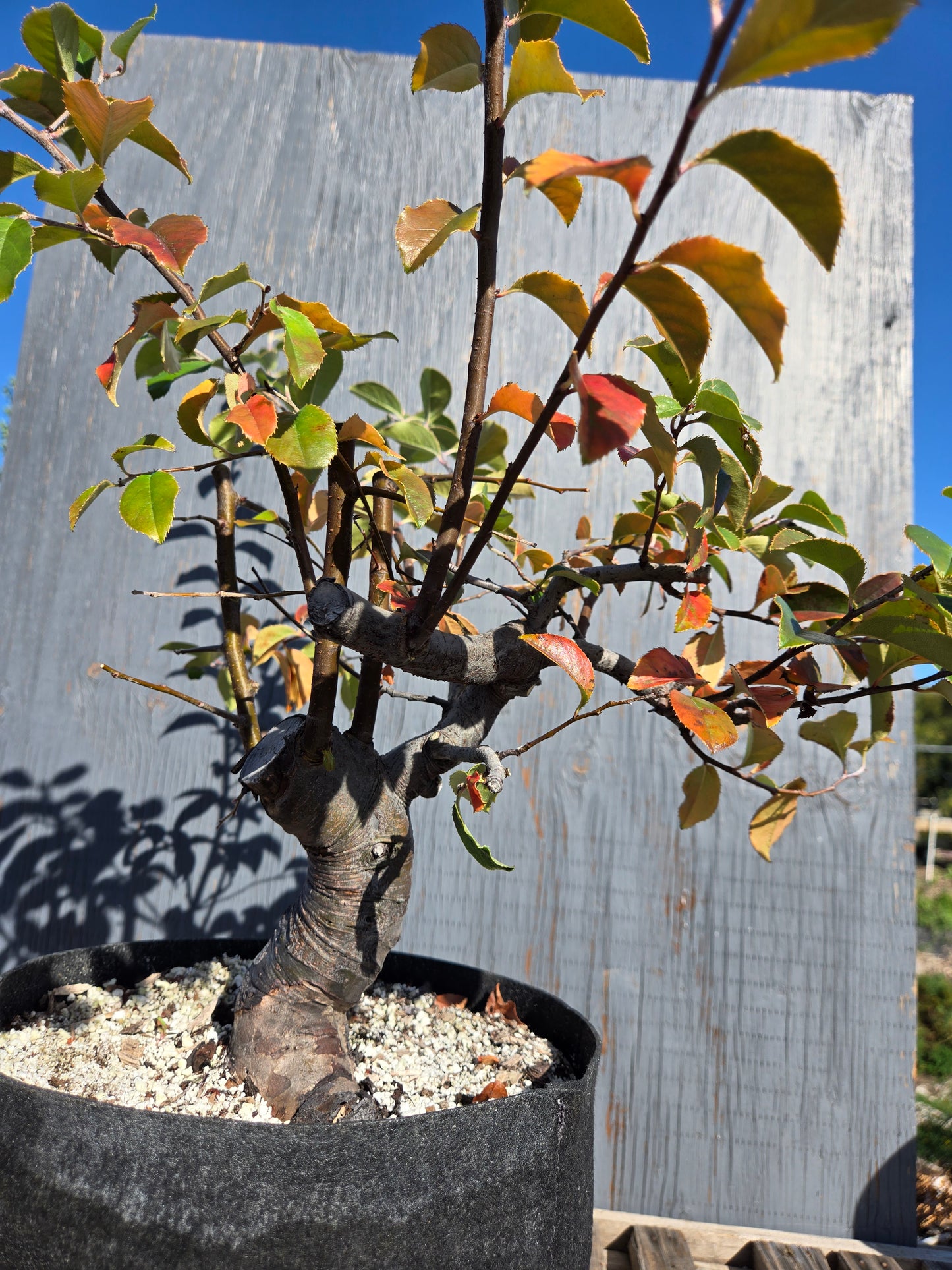 Chinese Quince, Pseudocydonia sinensis, AutPs?